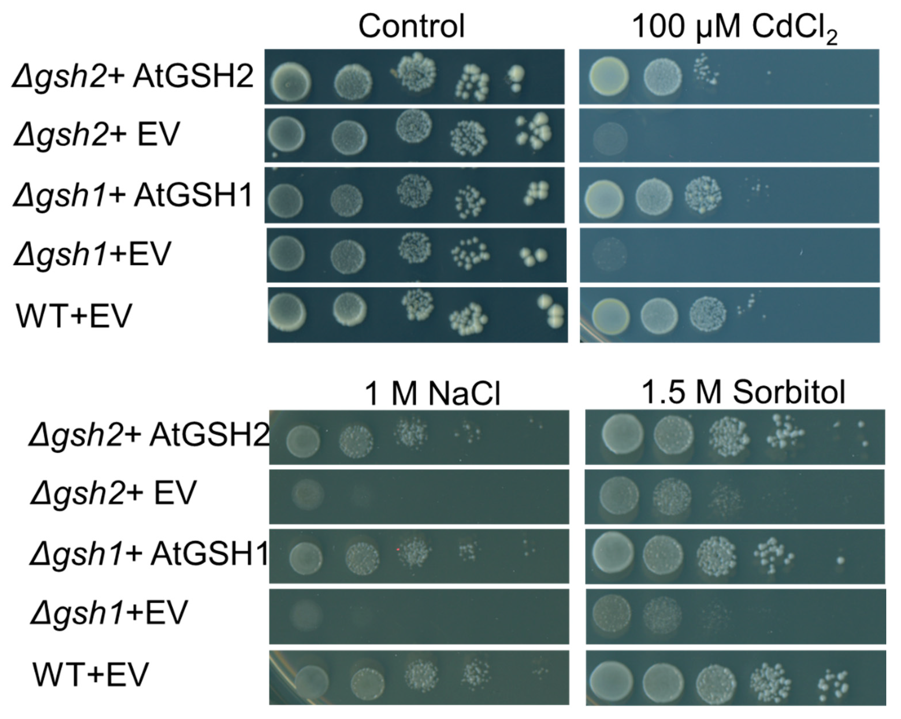 Agronomy 11 00764 g001 Agronomy 11 00764 g001