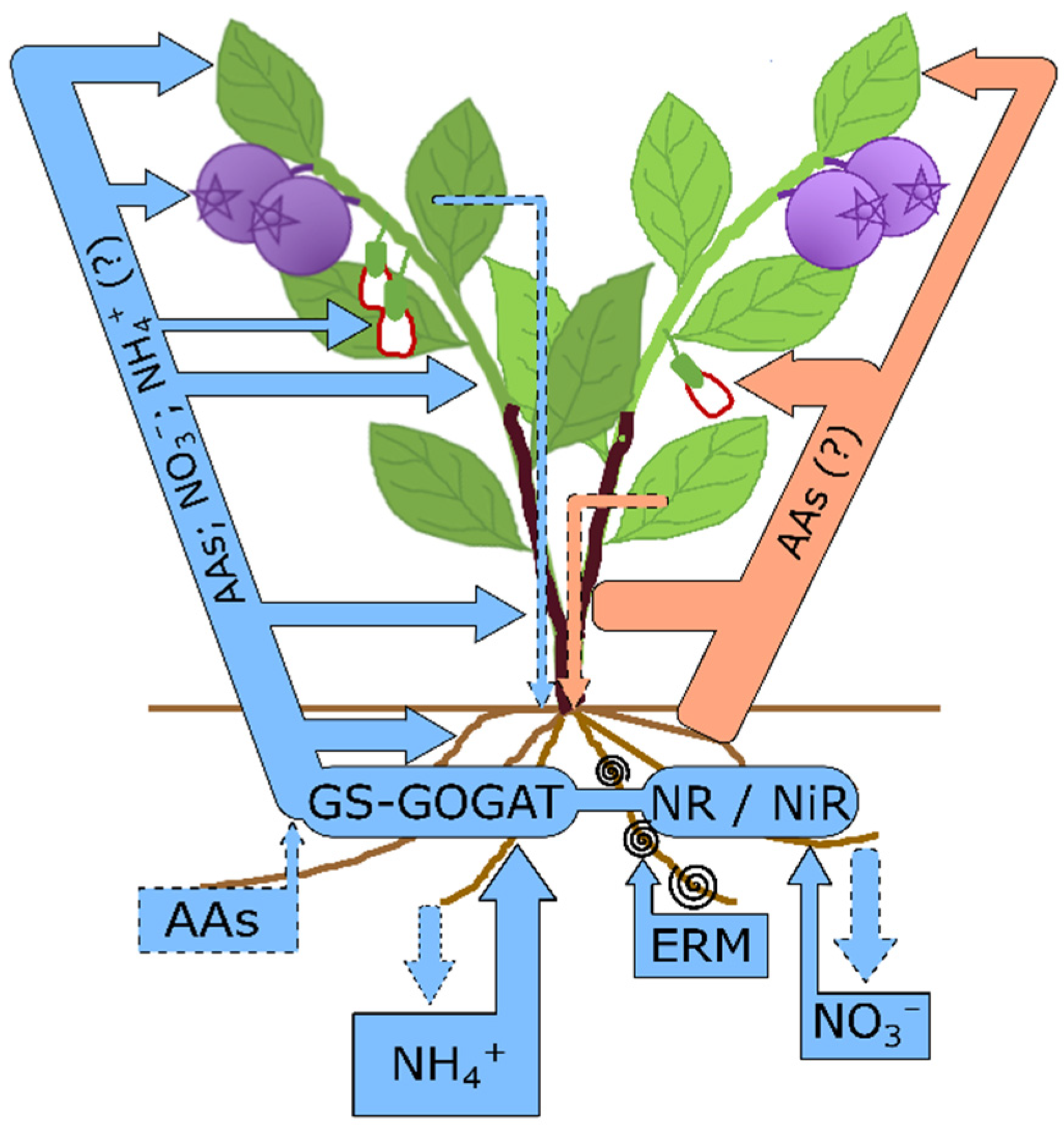 Agronomy | Free Full-Text | Physiology of Nitrogen and Calcium Nutrition in  Blueberry (Vaccinium sp.)