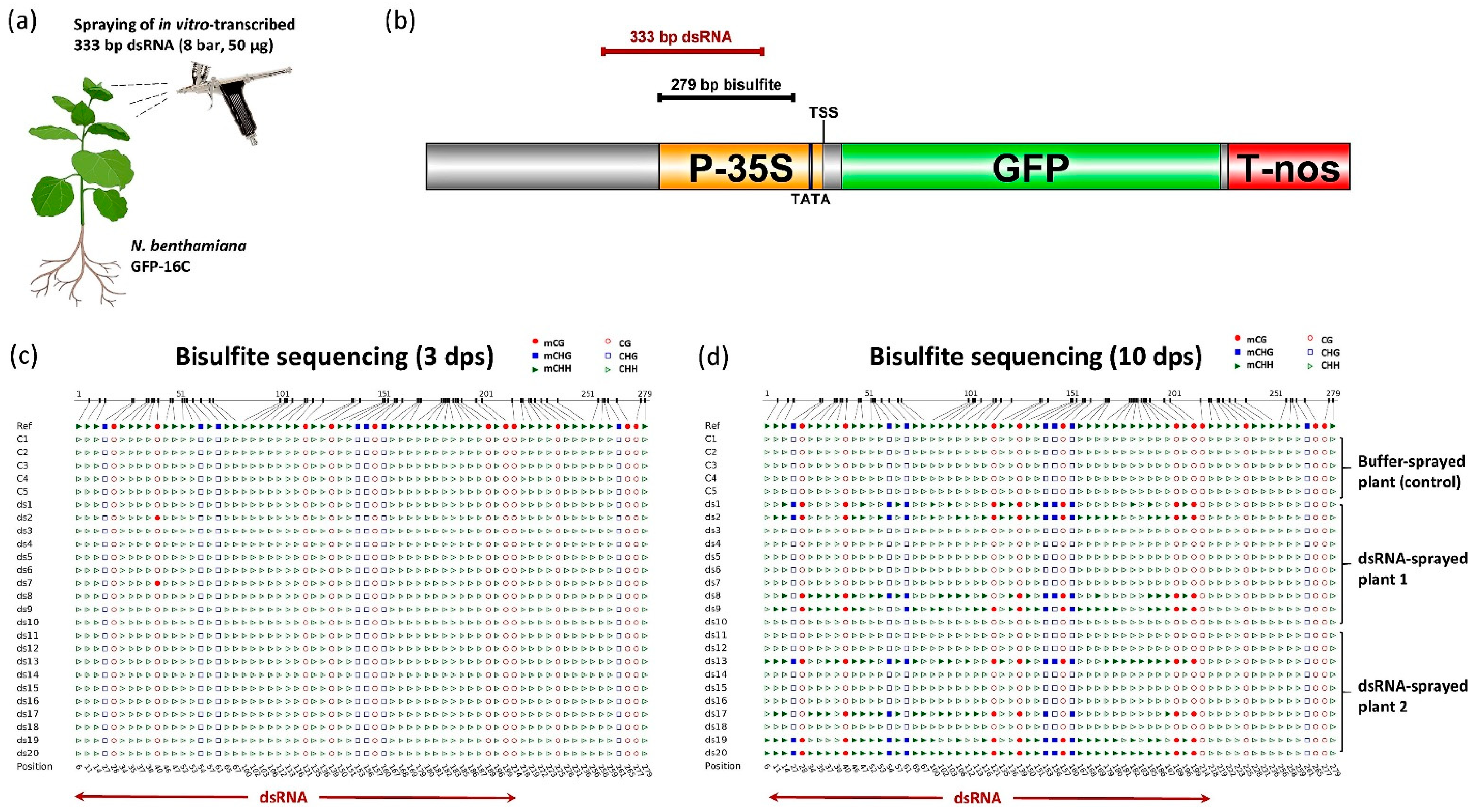 Agronomy Free Full Text Induction Of Promoter Dna Methylation Upon High Pressure Spraying Of Double Stranded Rna In Plants Agronomy Free Full Text Induction Of Promoter Dna Methylation Upon High Pressure Spraying Of Double Stranded Rna In Plants