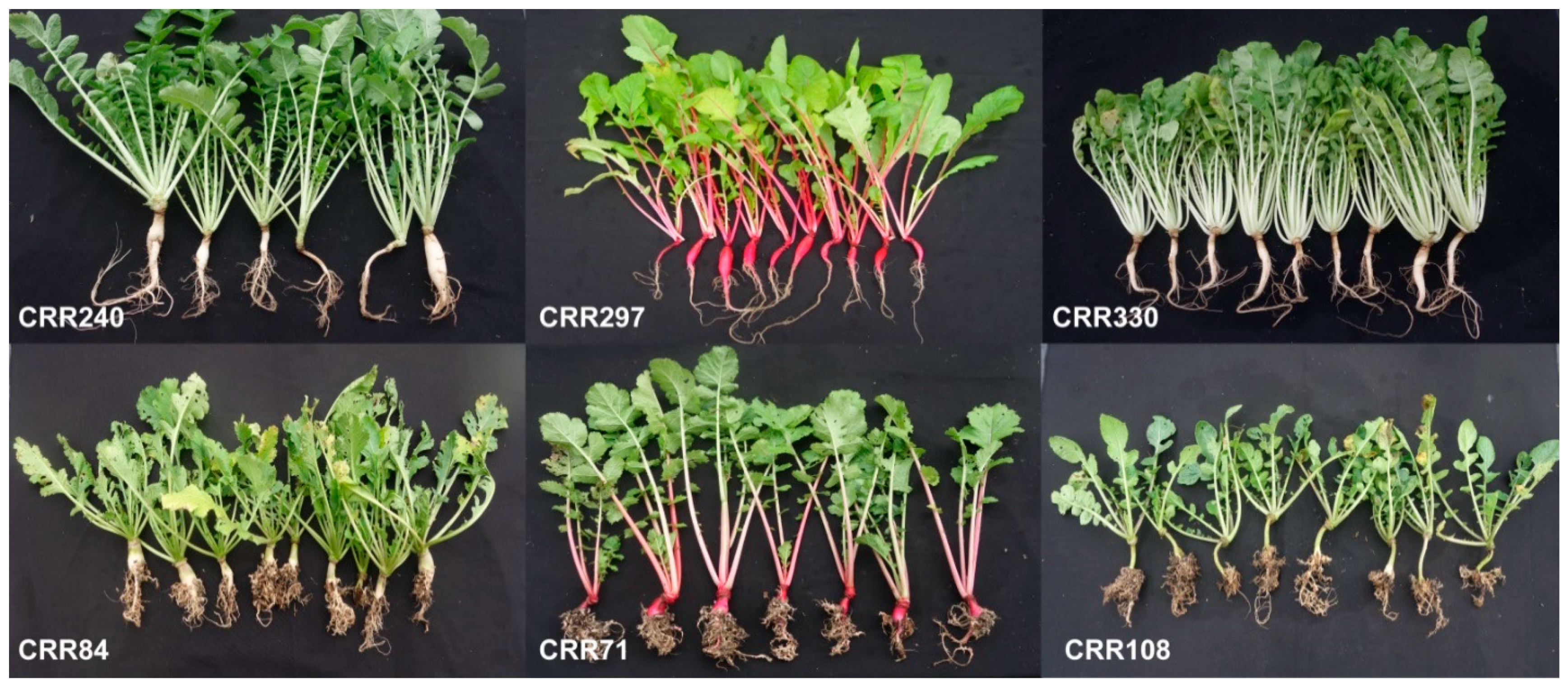 Agronomy 11 00792 g002 Agronomy 11 00792 g002