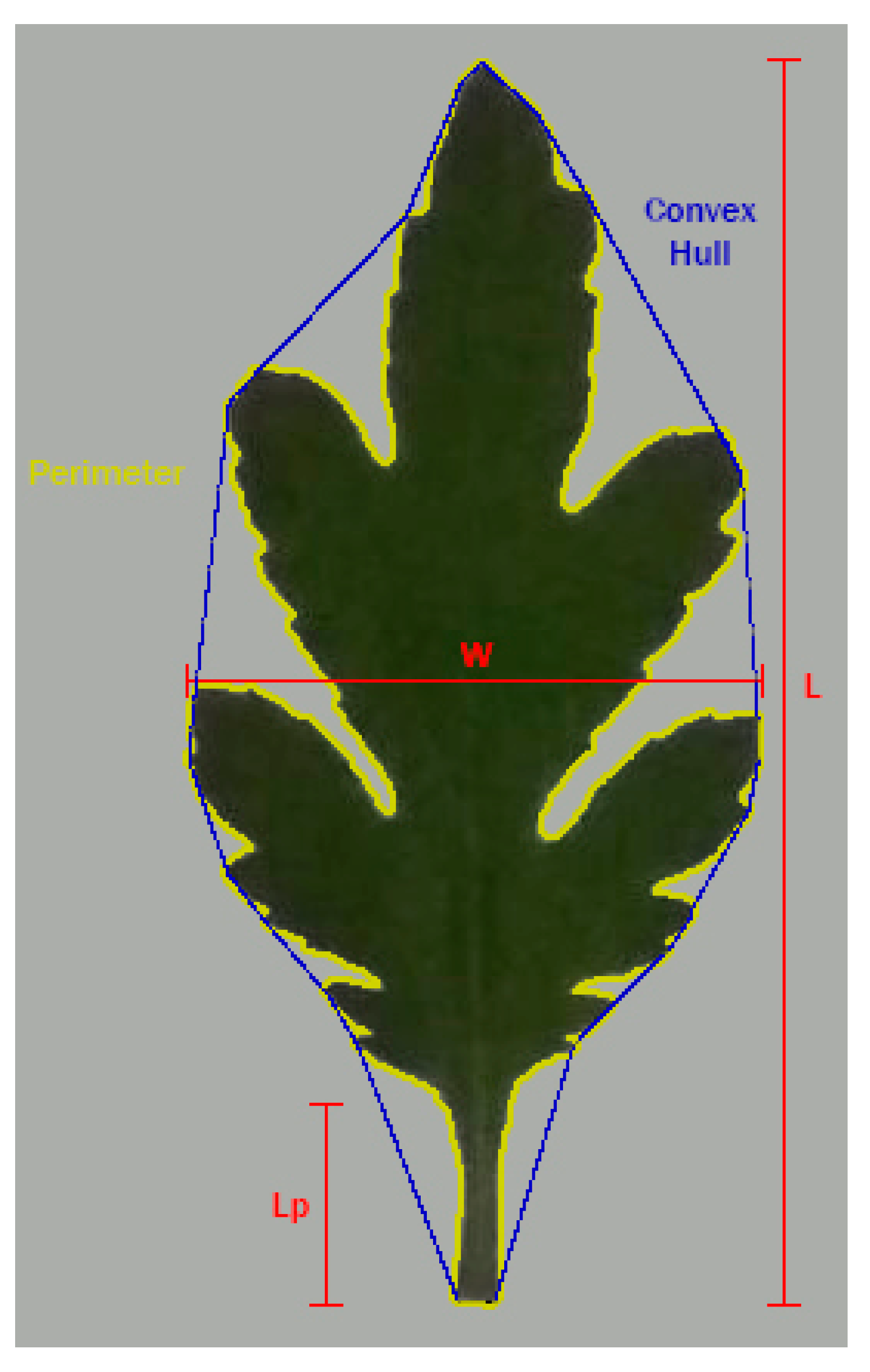 Agronomy Free Full Text Allometric Individual Leaf Area Estimation In Chrysanthemum Html Agronomy Free Full Text Allometric Individual Leaf Area Estimation In Chrysanthemum Html