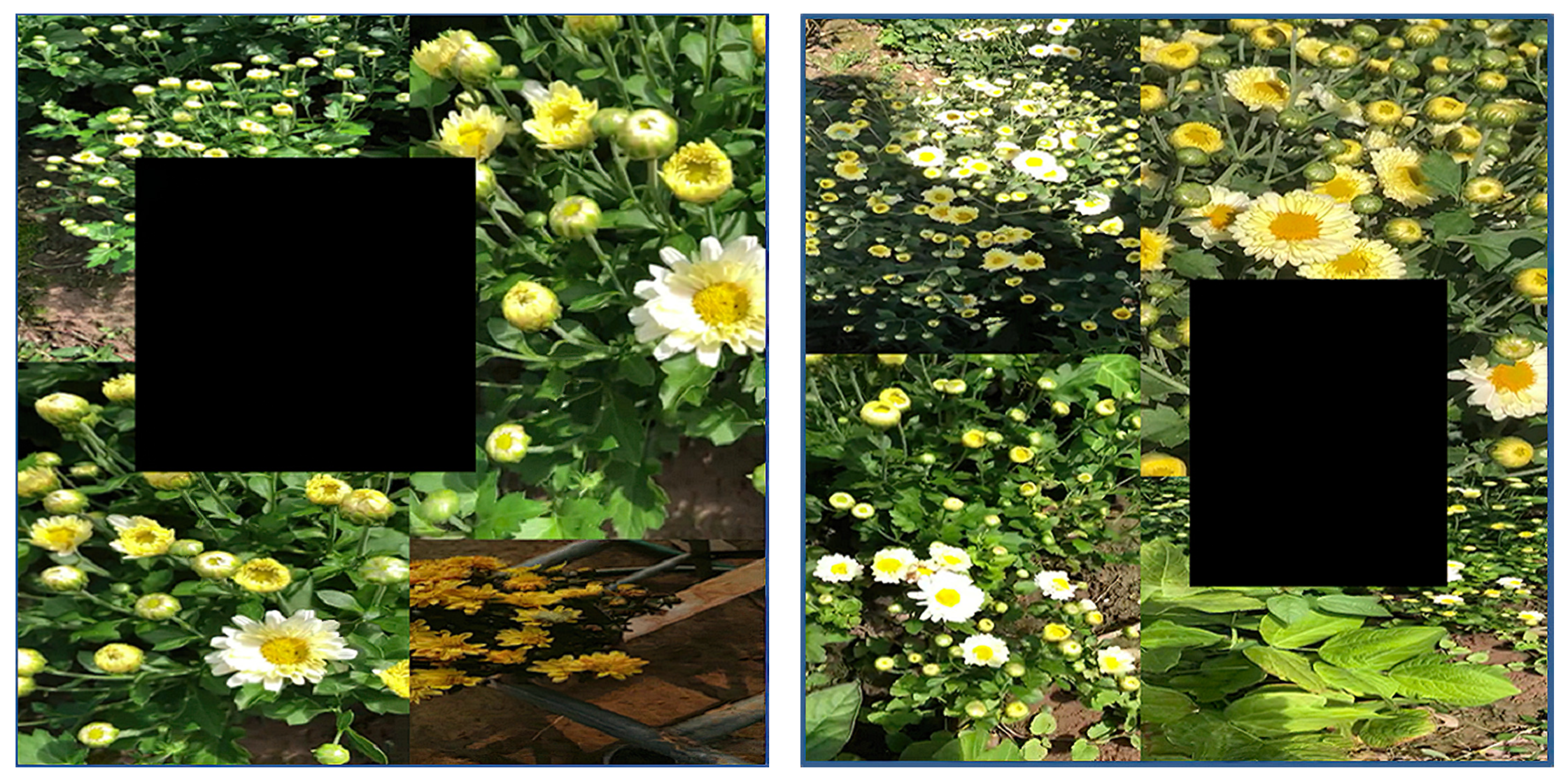 Agronomy 11 00834 g004 Agronomy 11 00834 g004