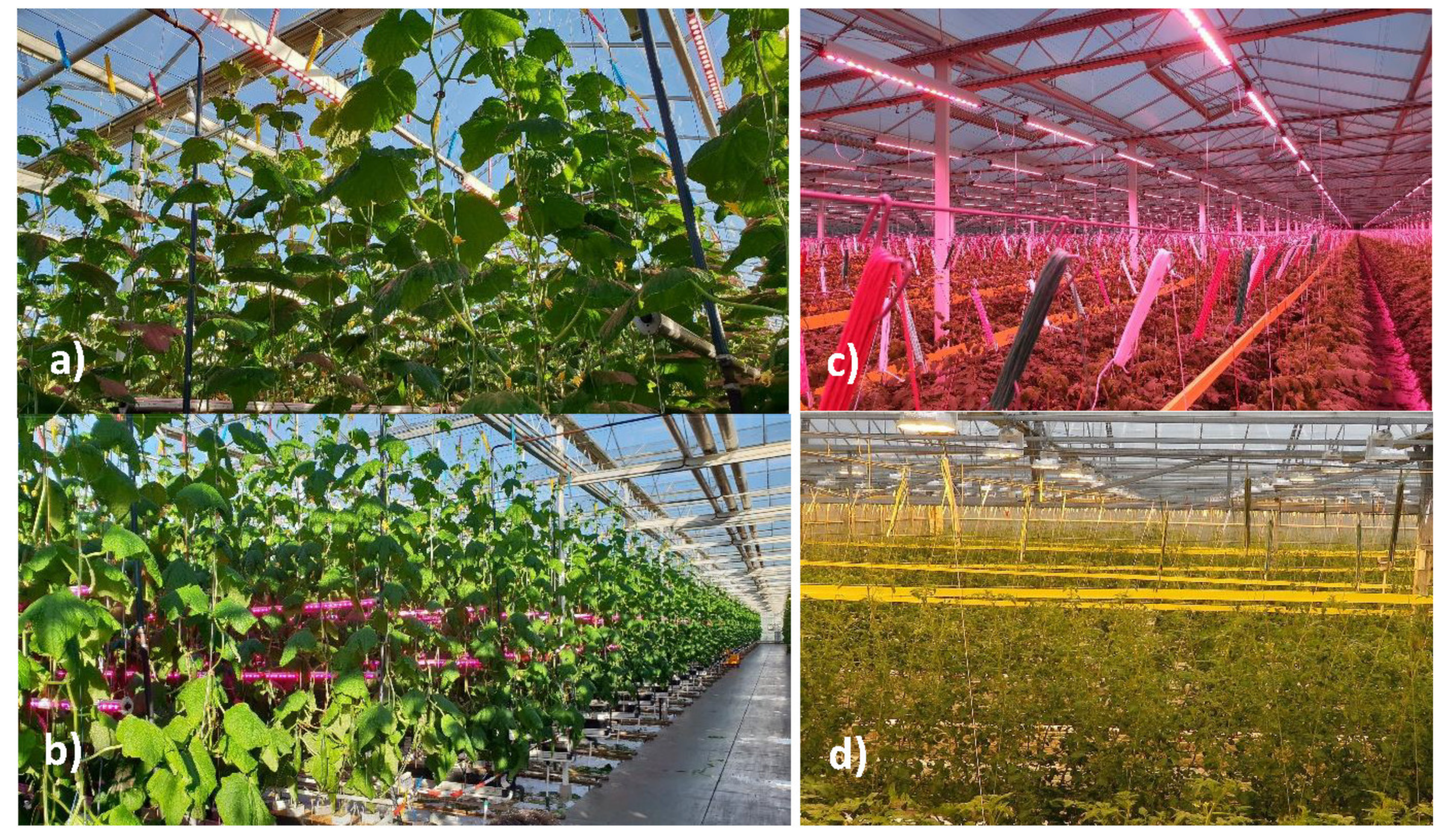 Agronomy 11 00835 g001 Agronomy 11 00835 g001