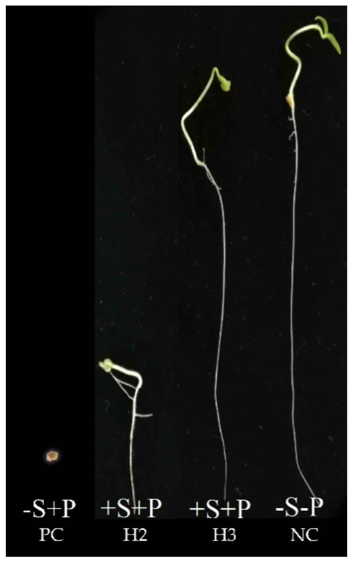 Agronomy 11 00846 g004 Agronomy 11 00846 g004