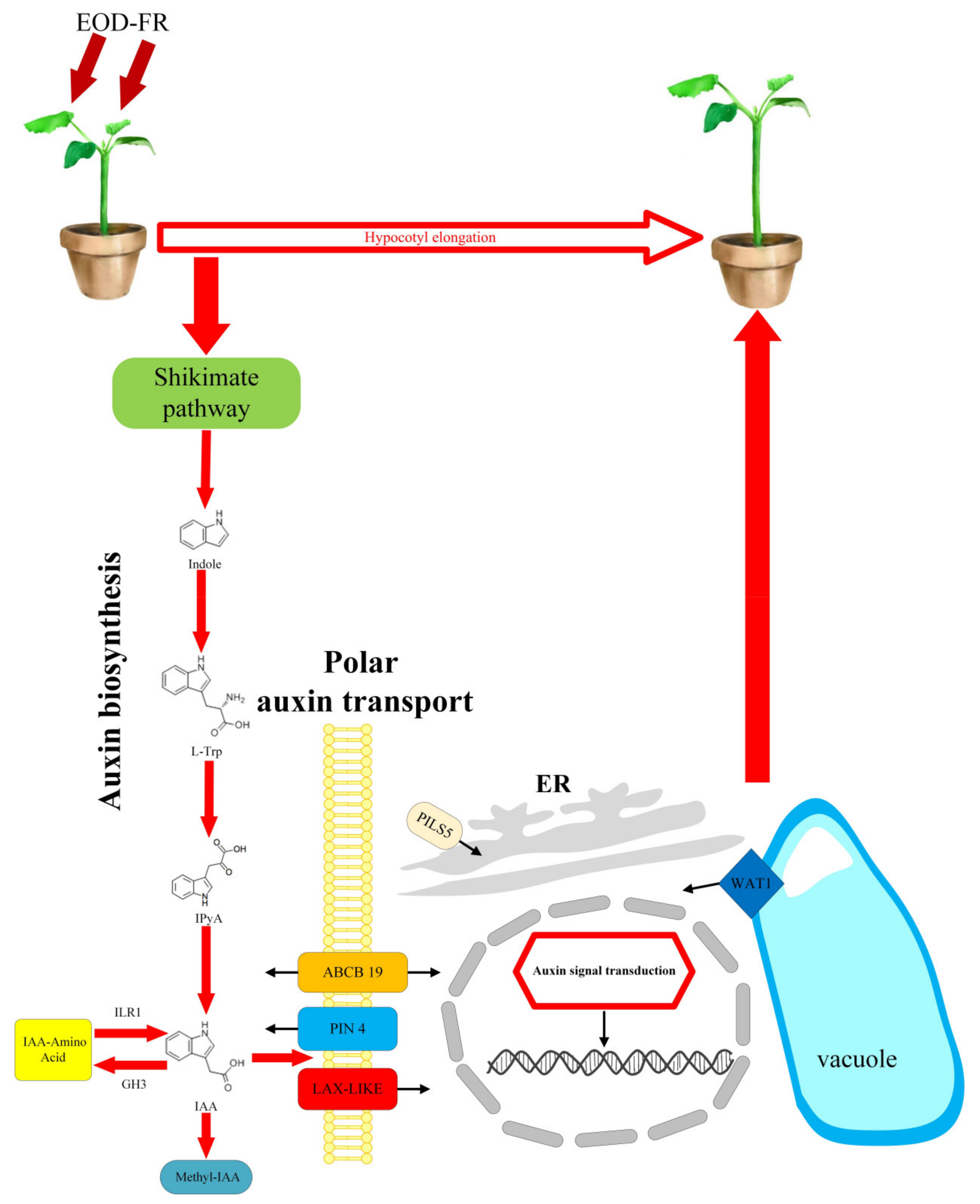 Agronomy 11 00853 g004 Agronomy 11 00853 g004