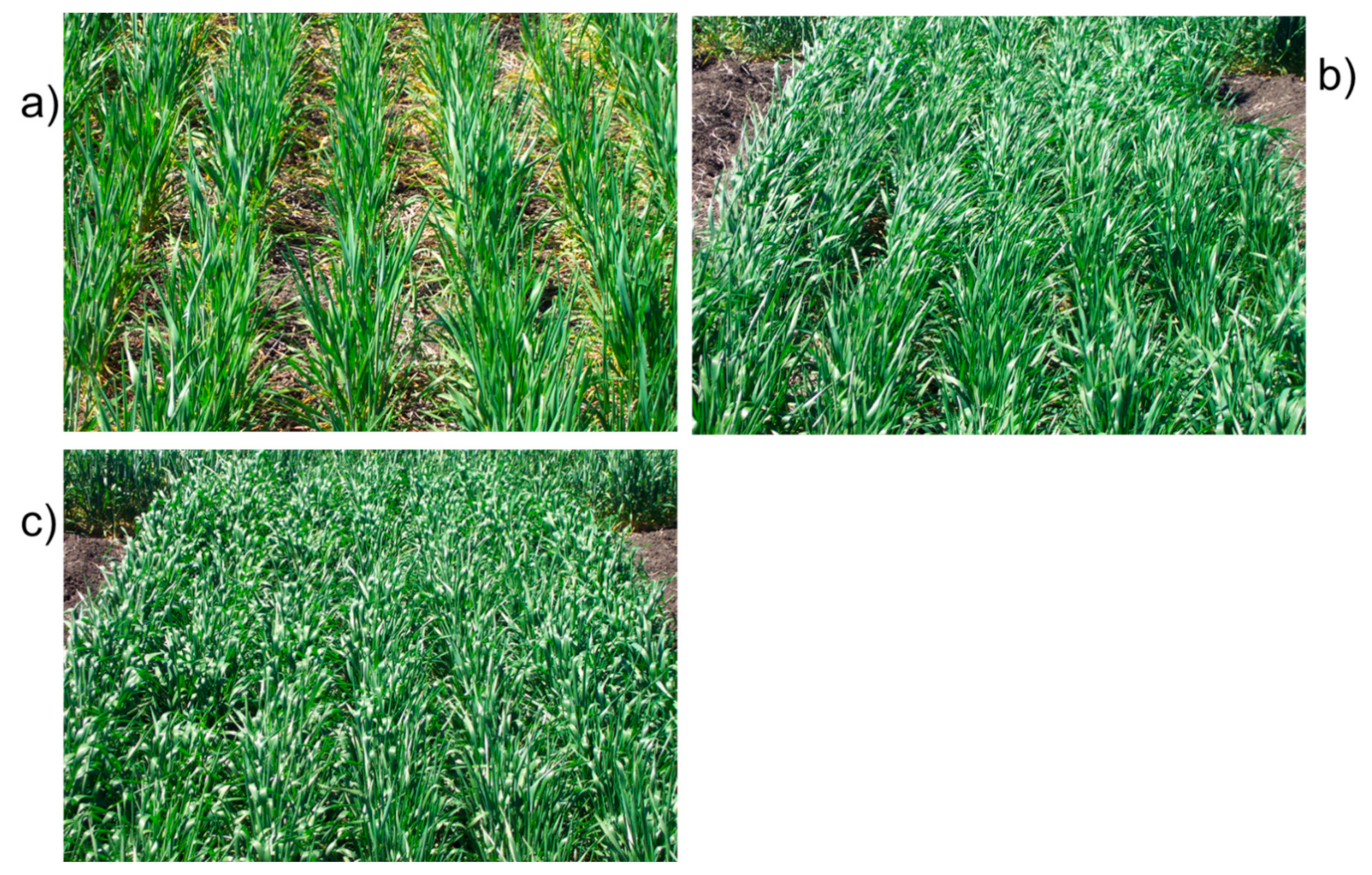 Agronomy 11 00867 g013