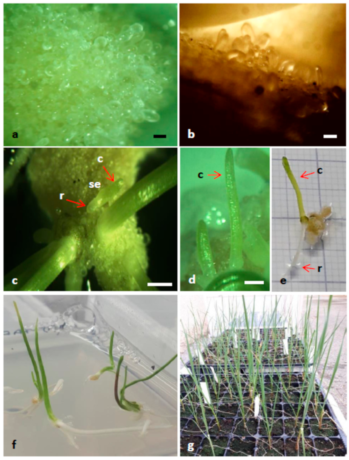 Agronomy 11 00876 g002 Agronomy 11 00876 g002
