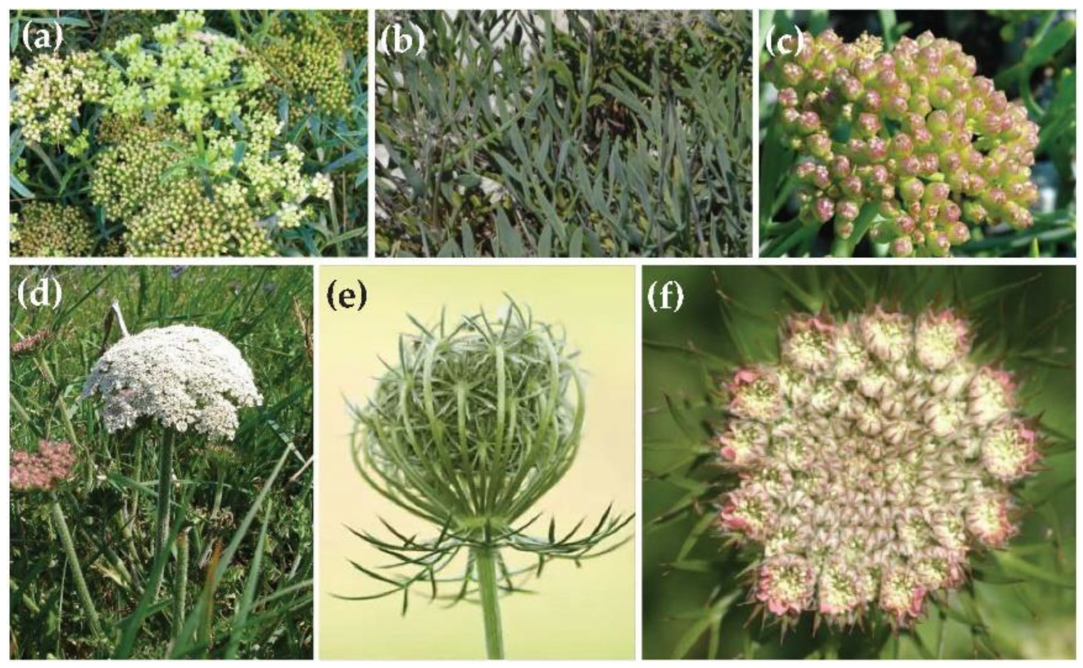 Agronomy 11 00886 g001 Agronomy 11 00886 g001