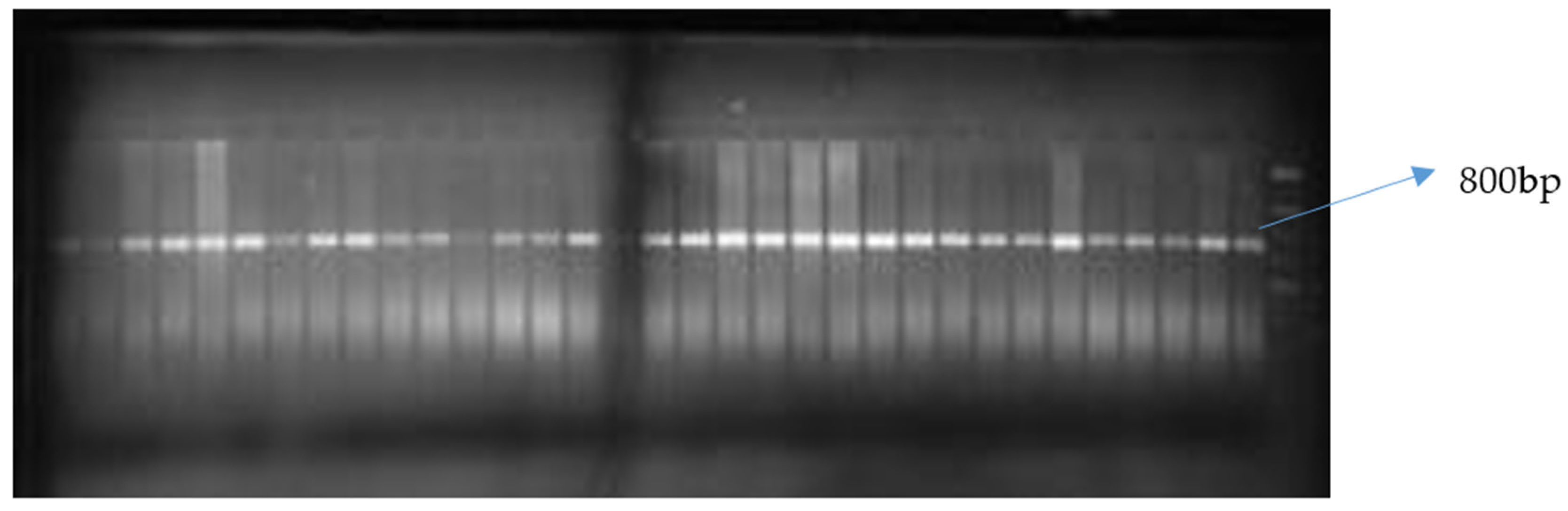 Agronomy 11 00891 g002 Agronomy 11 00891 g002