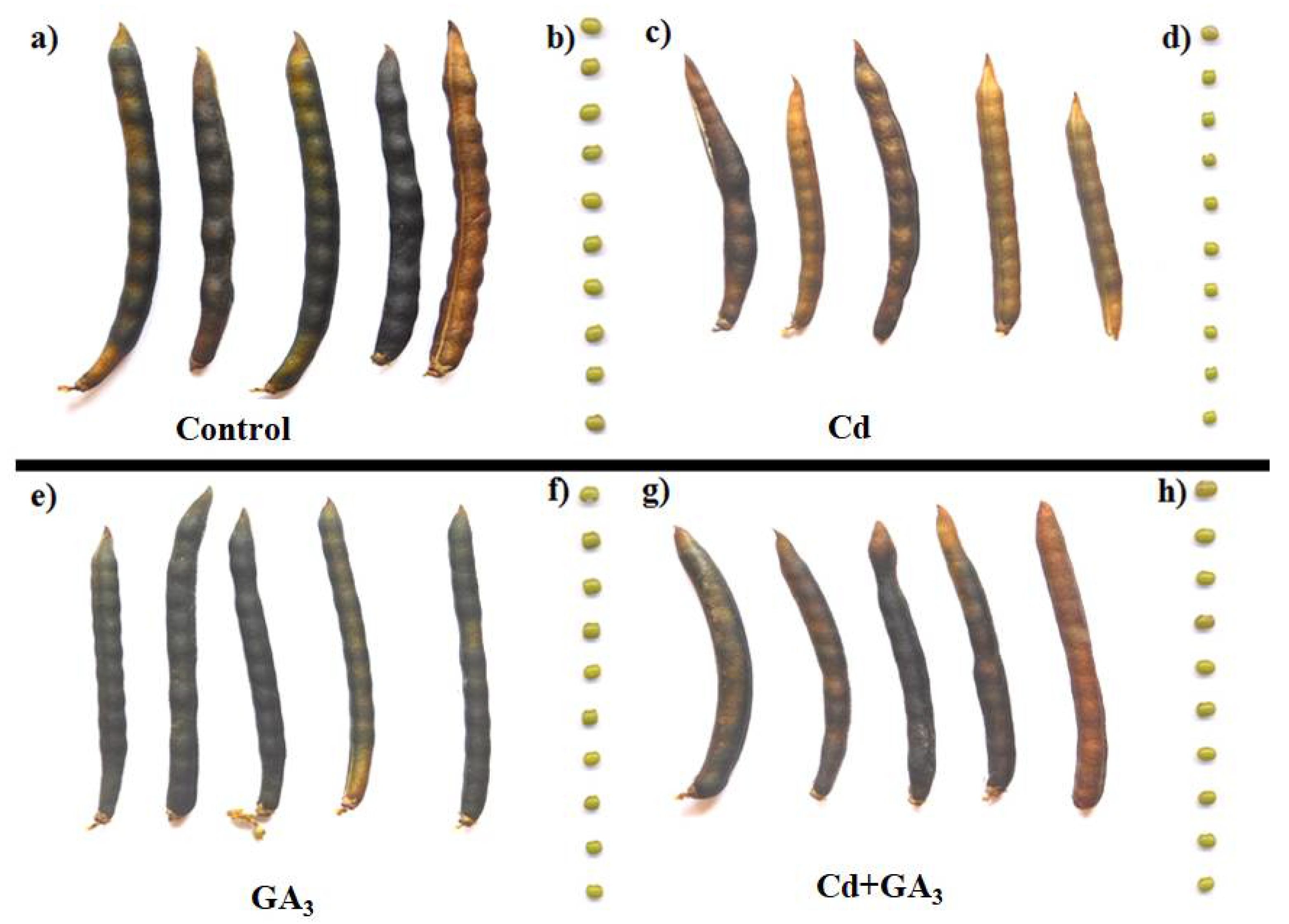 Agronomy 11 00896 g006 Agronomy 11 00896 g006