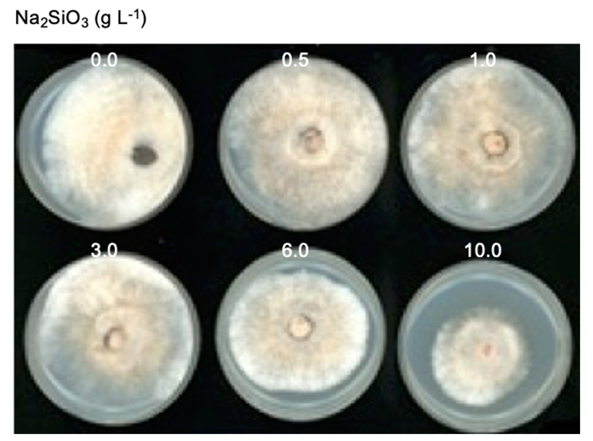 Agronomy 11 00899 g006