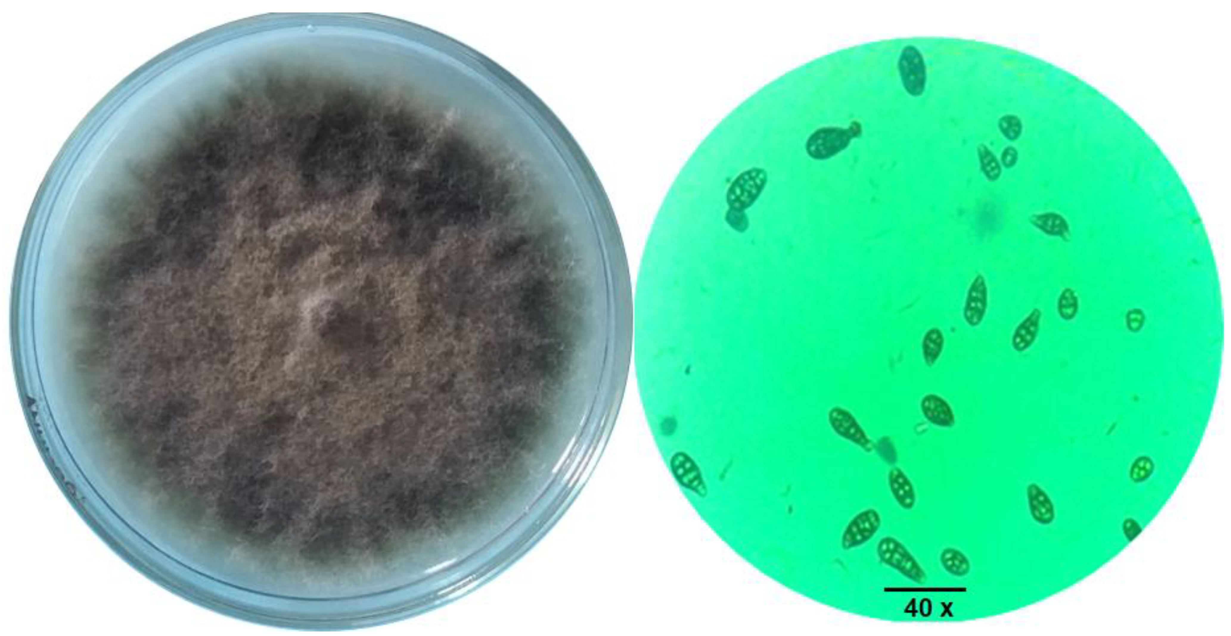 Agronomy 11 00911 g003 Agronomy 11 00911 g003