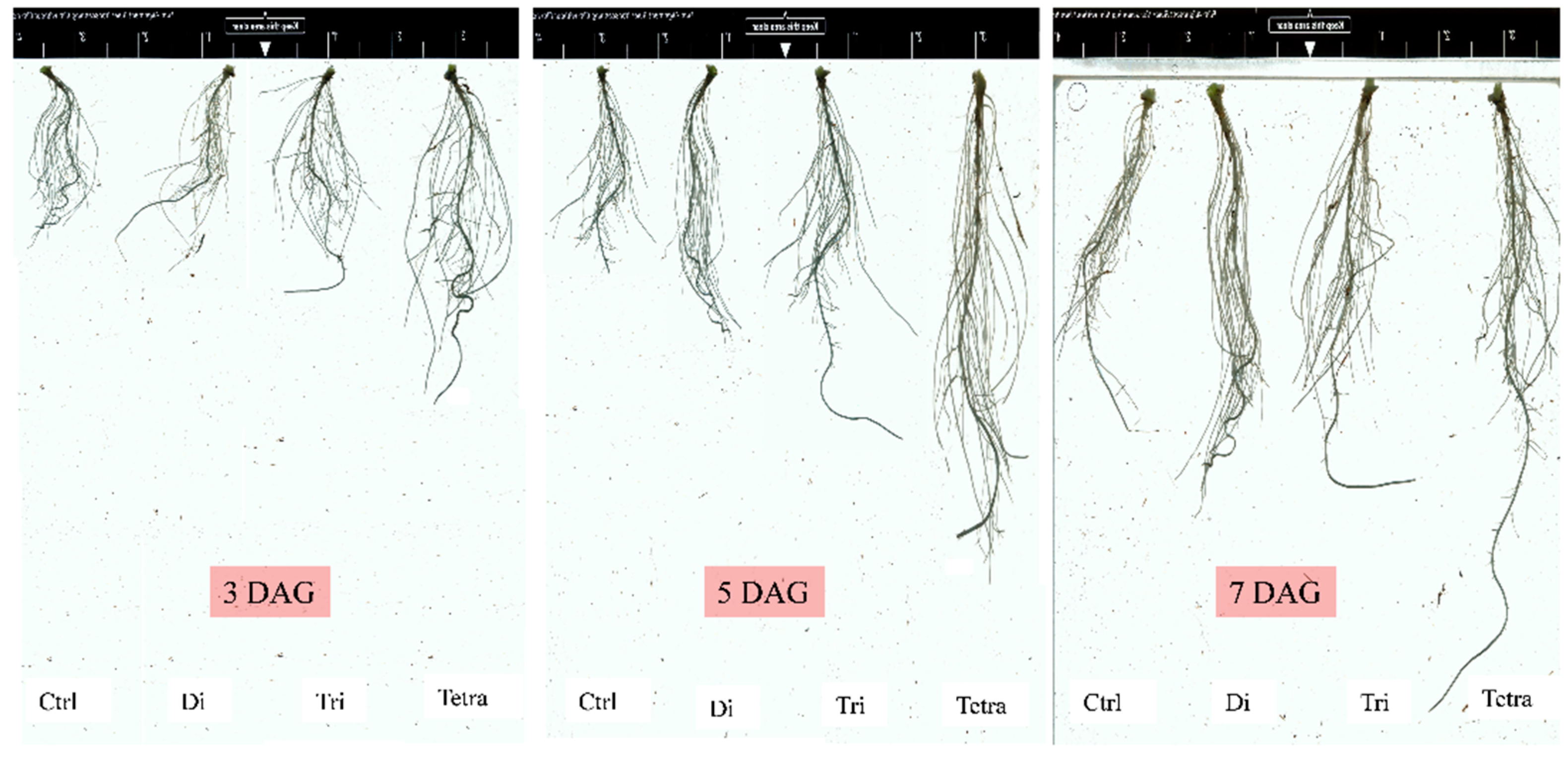 Agronomy 11 00913 g008 Agronomy 11 00913 g008