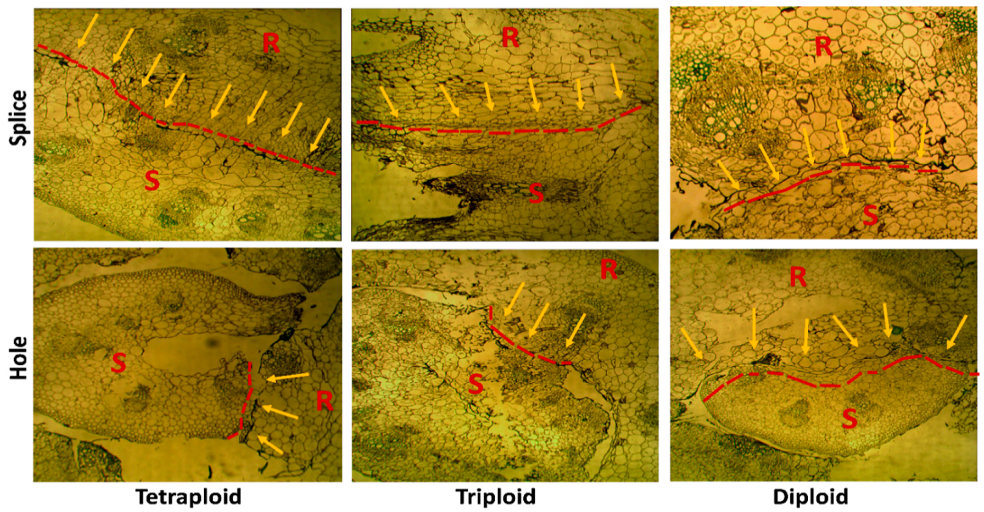 Agronomy 11 00913 g009 Agronomy 11 00913 g009