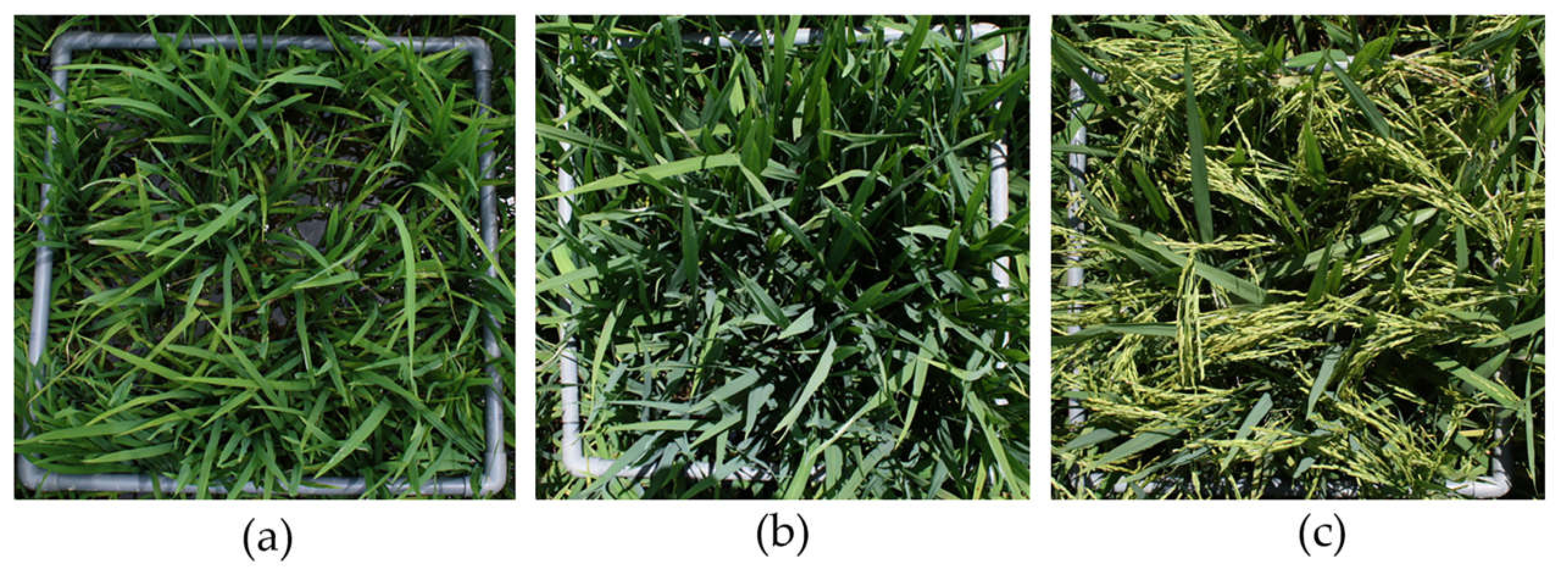 Agronomy 11 00915 g009 Agronomy 11 00915 g009