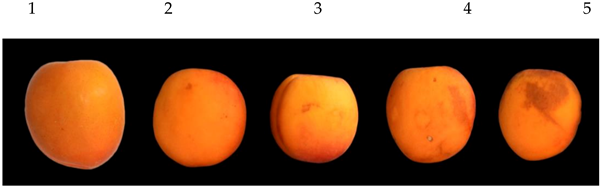 Agronomy 11 00917 i001 Agronomy 11 00917 i001