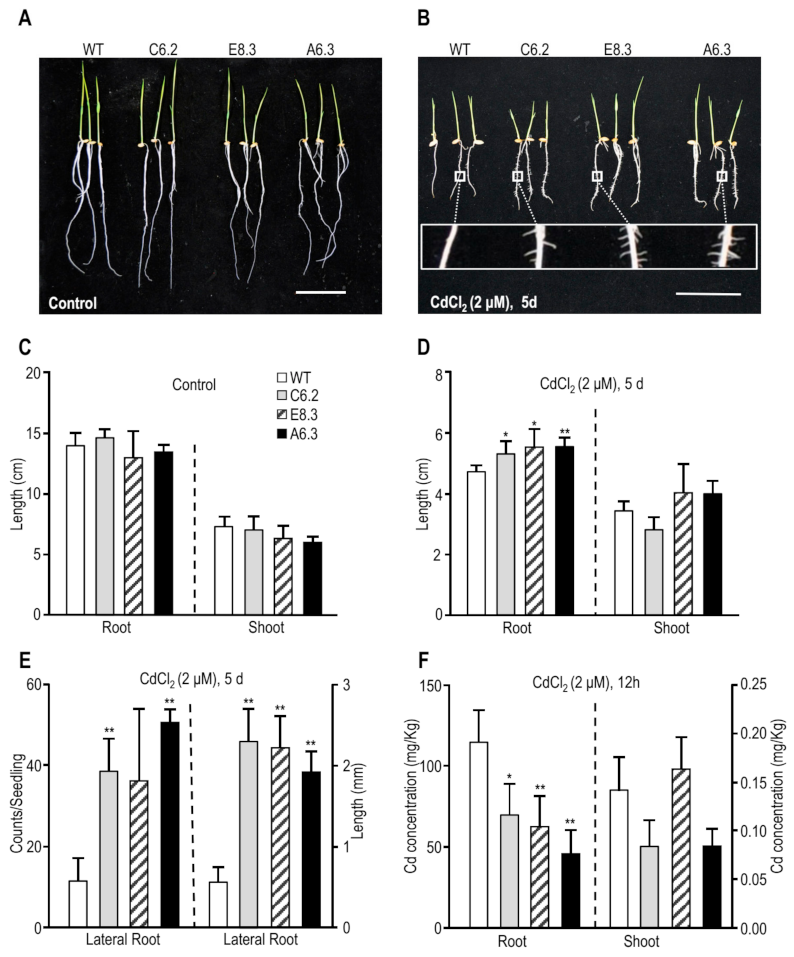 Agronomy 11 00918 g005 Agronomy 11 00918 g005