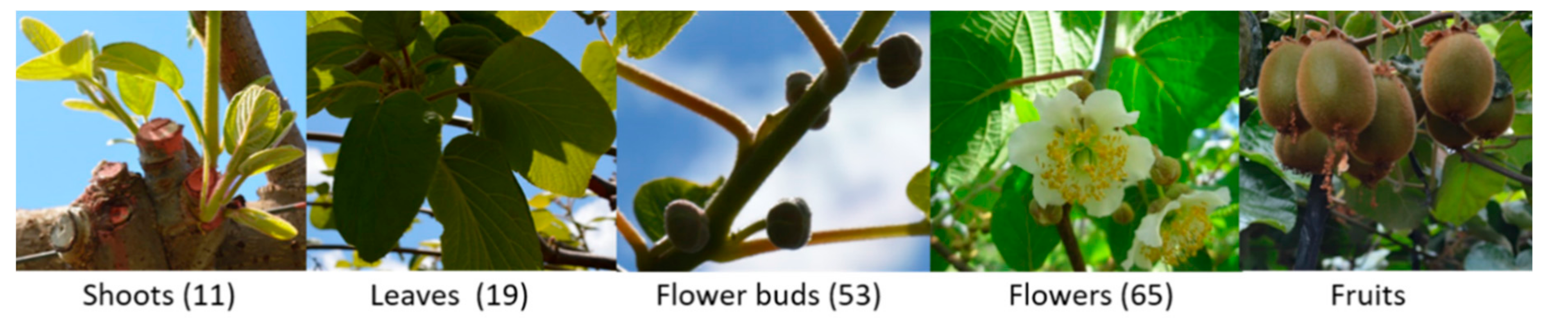 Agronomy 11 00919 g001 Agronomy 11 00919 g001