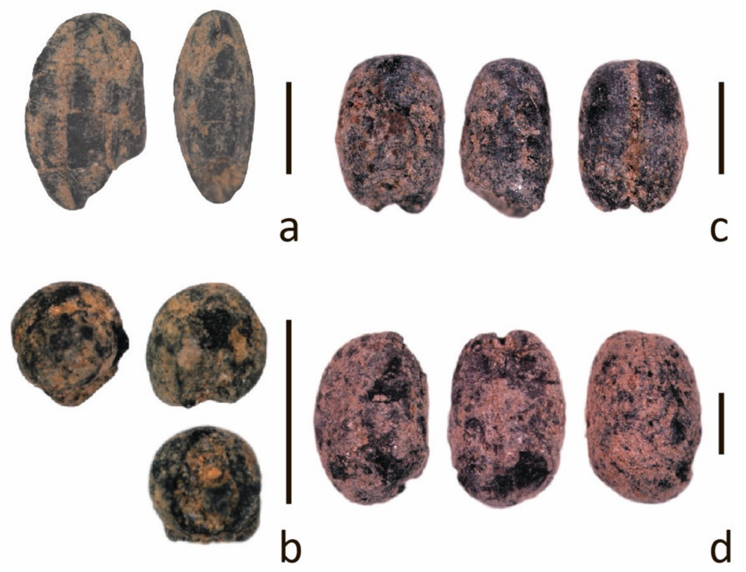 Agronomy 11 00929 g001 Agronomy 11 00929 g001