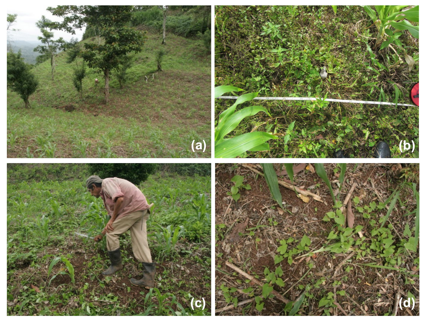 Agronomy 11 00974 g004 Agronomy 11 00974 g004
