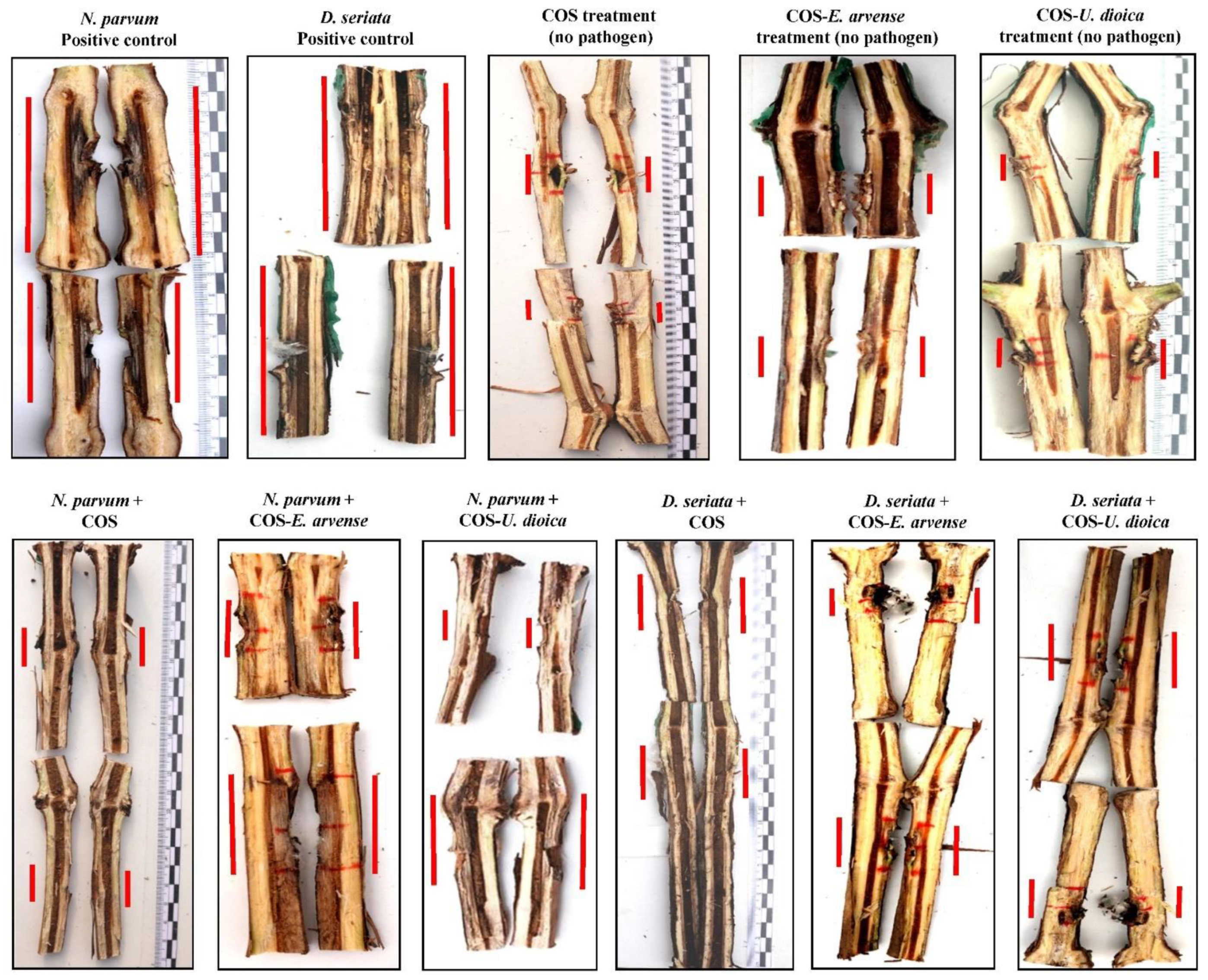 Agronomy 11 00976 g003 Agronomy 11 00976 g003