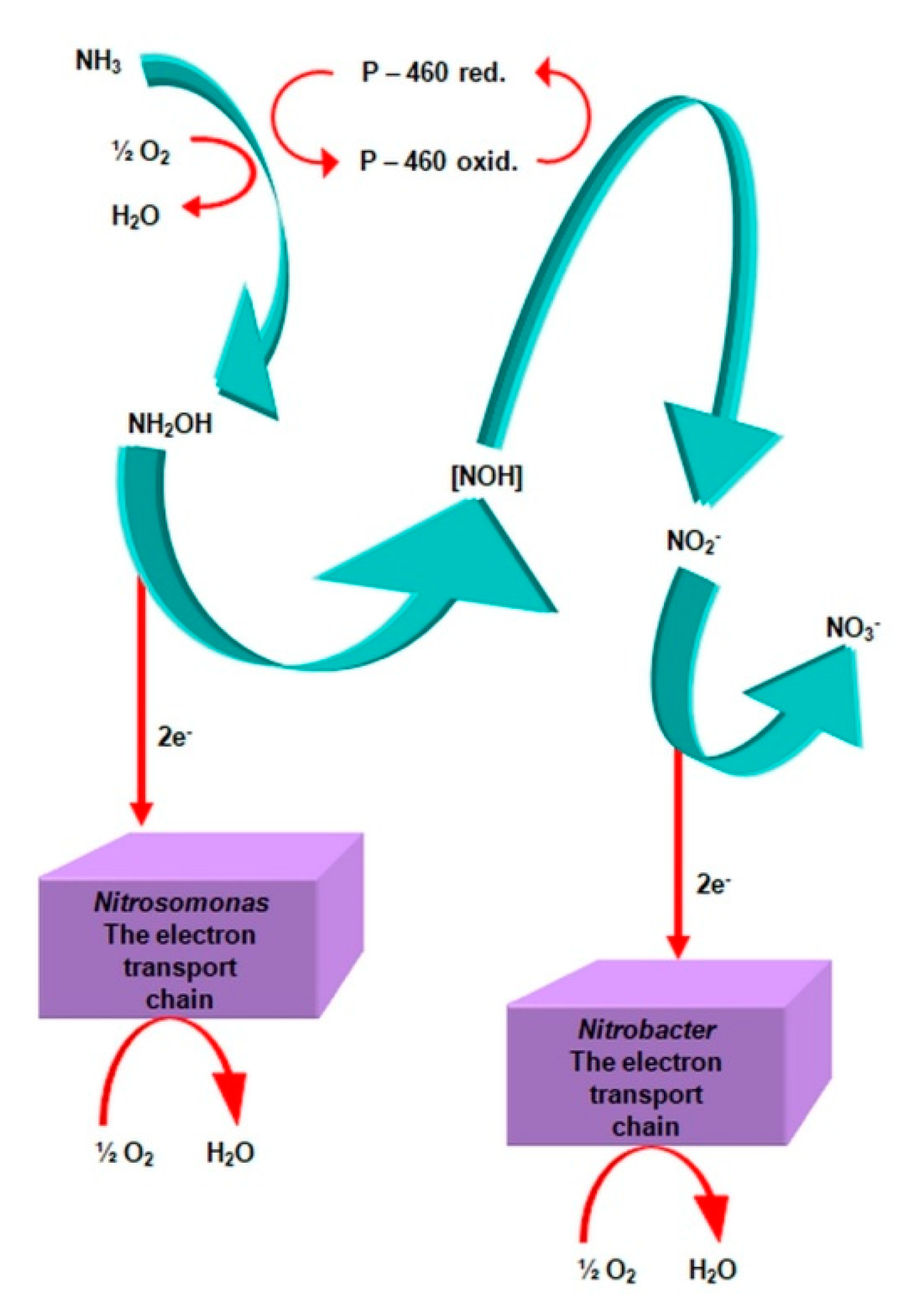 Agronomy 11 00977 g001