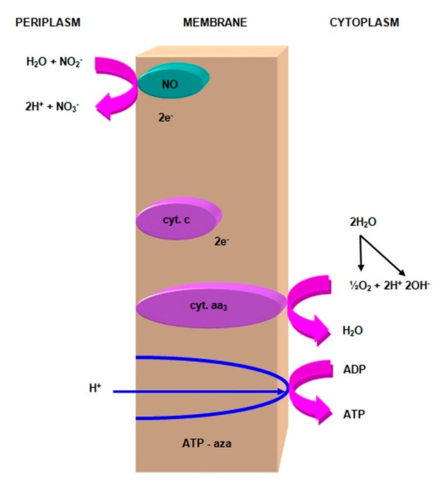 Agronomy 11 00977 g006