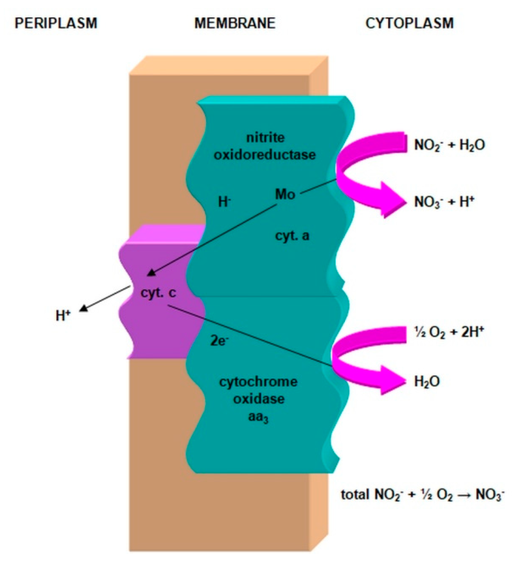 Agronomy 11 00977 g007