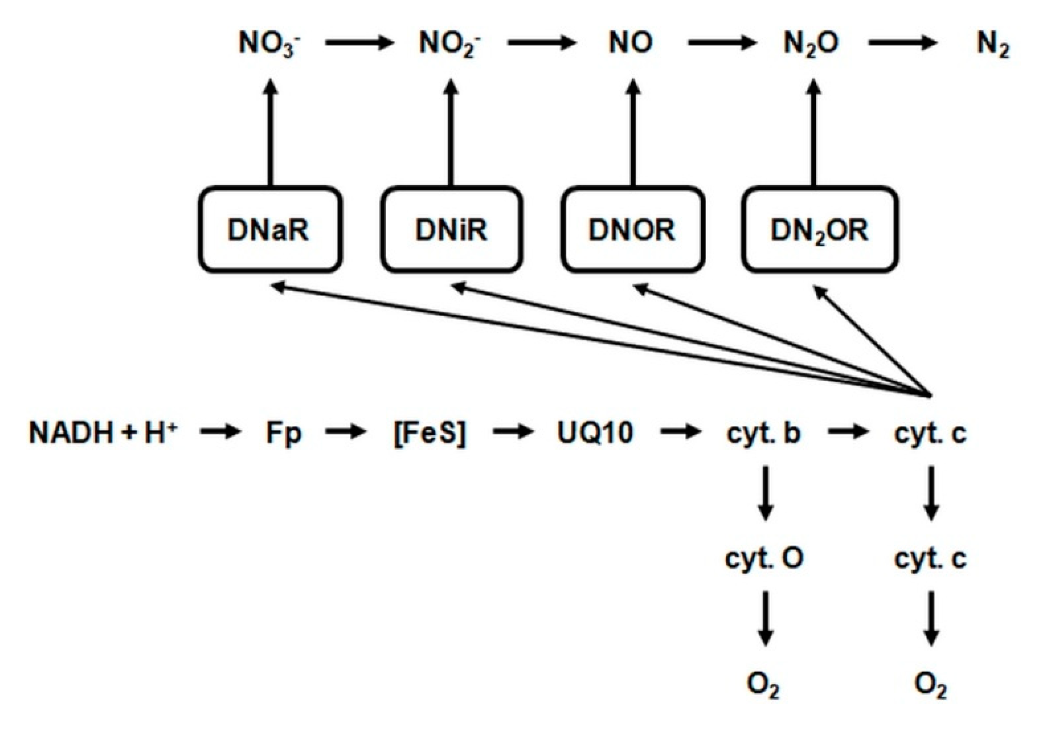 Agronomy 11 00977 g012