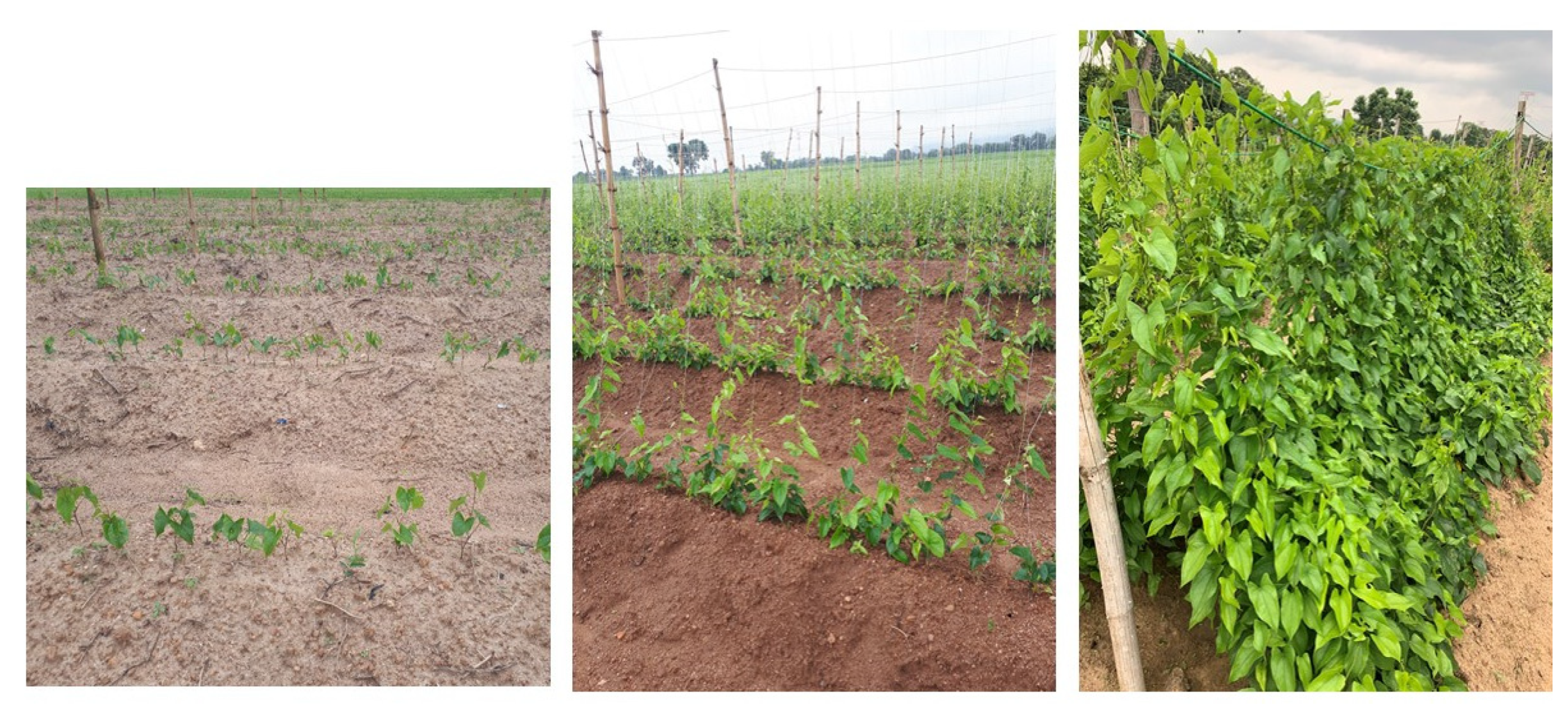 Agronomy 11 00978 g005