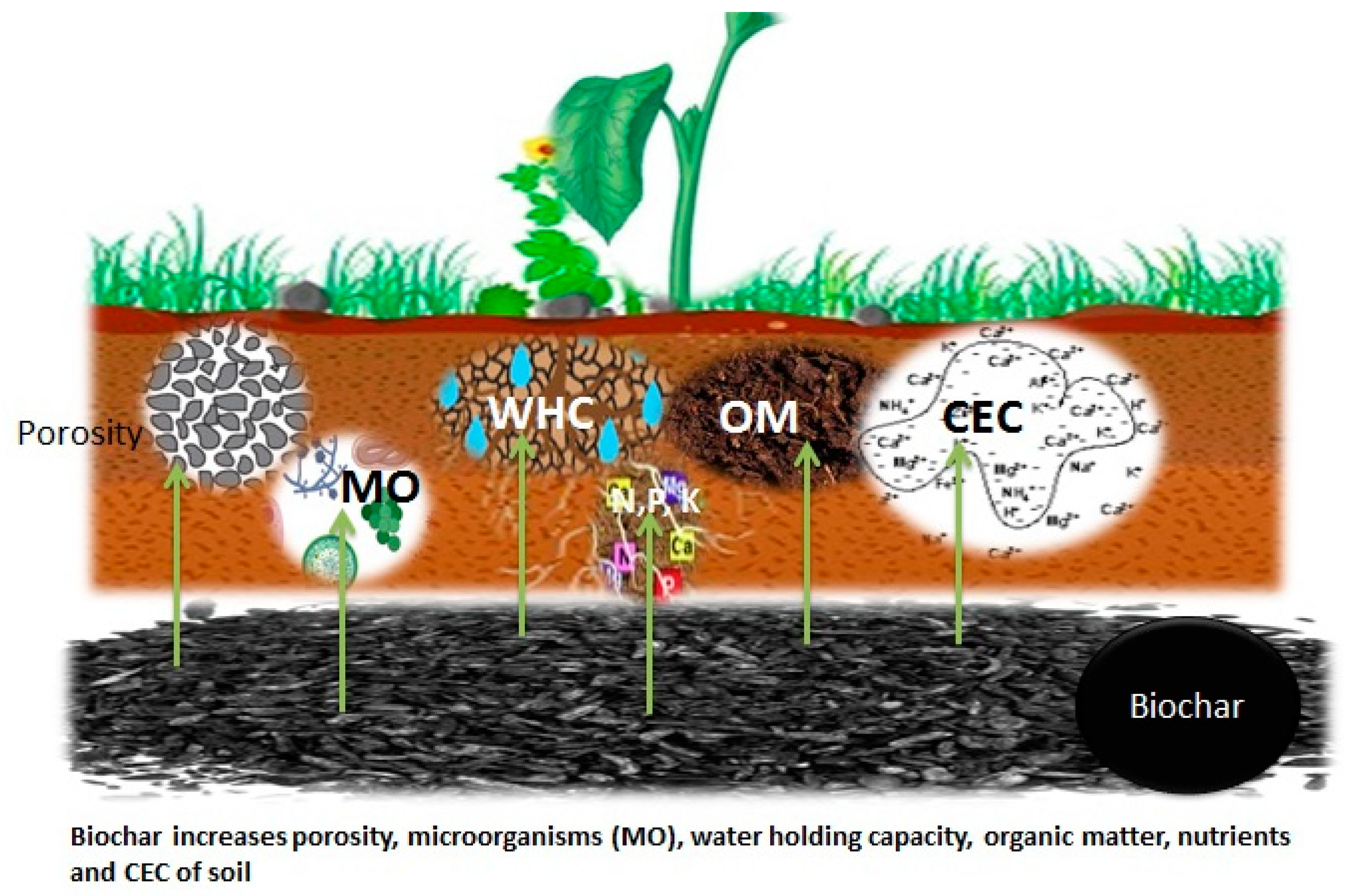 Biochar mitigates bioavailability and environmental risks of