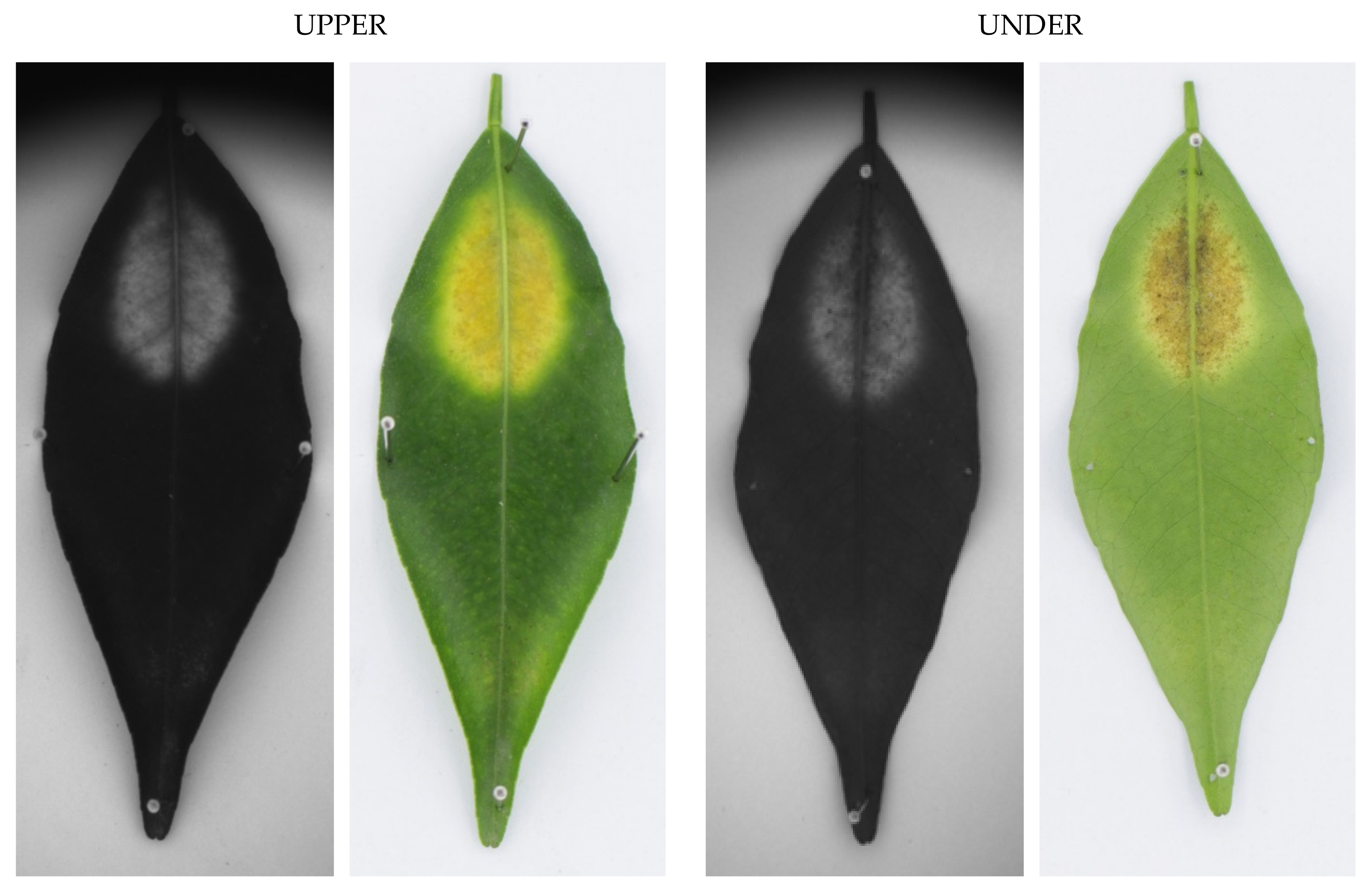 Agronomy 11 01002 g002 Agronomy 11 01002 g002
