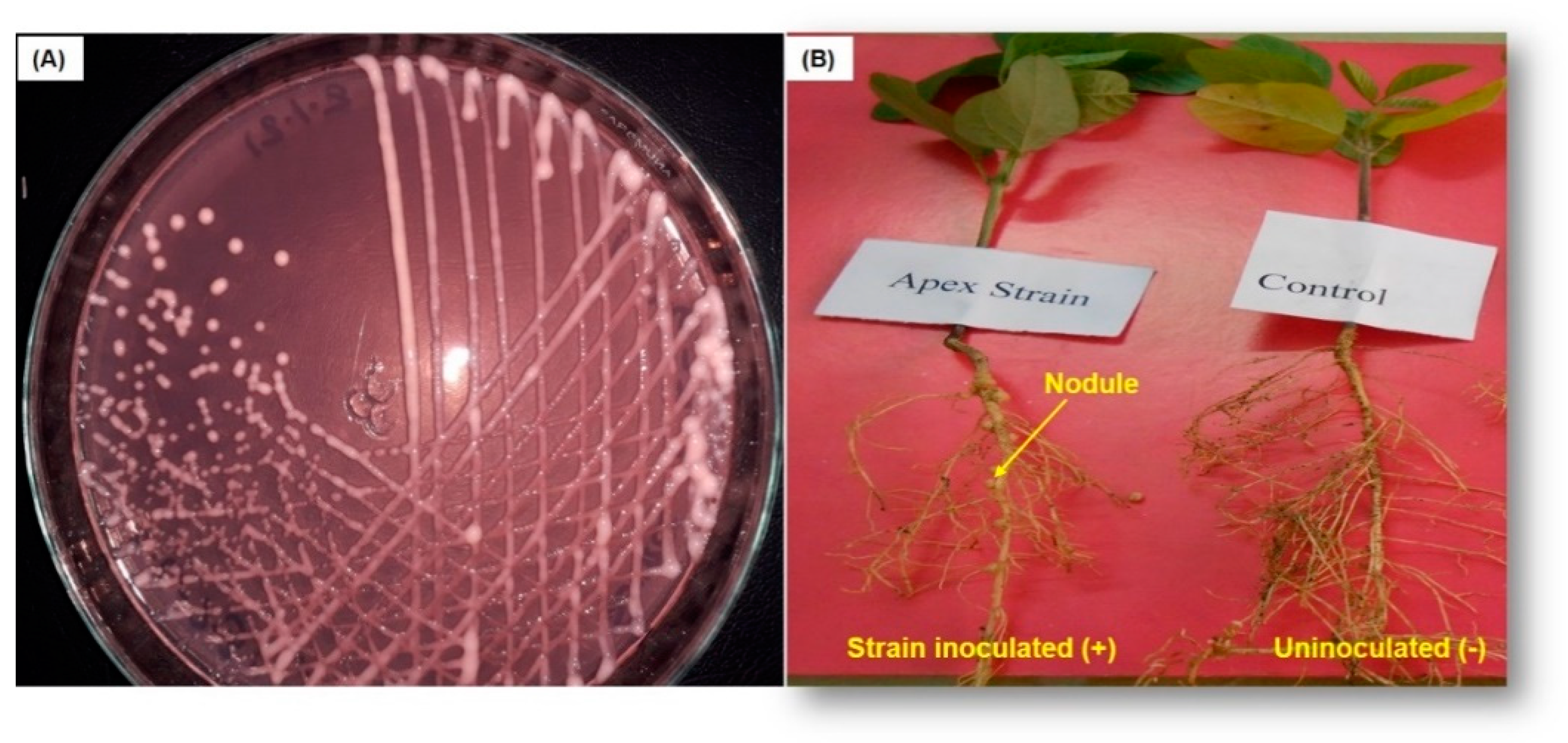 Agronomy 11 01009 g001