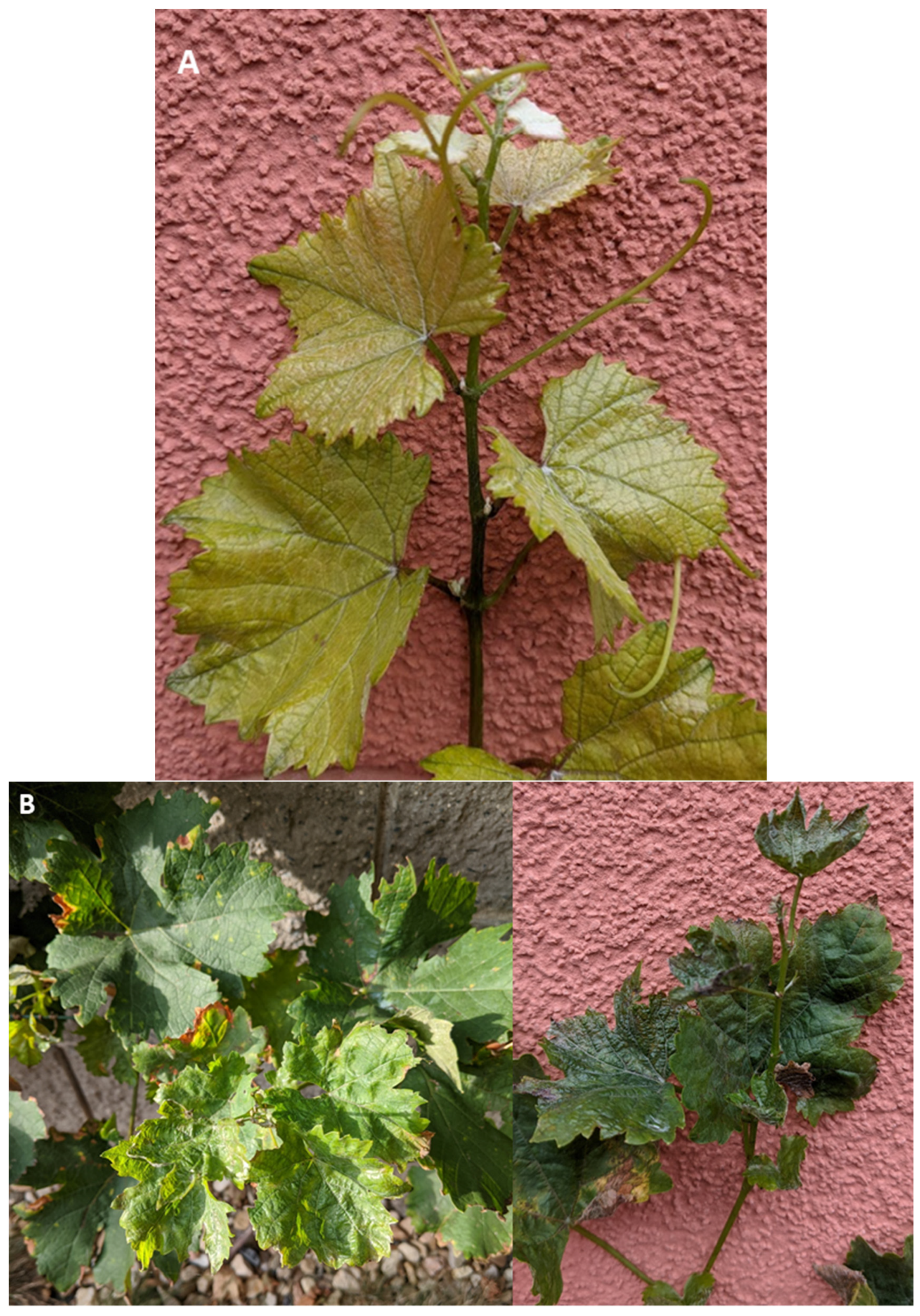 Agronomy 11 01020 g001a Agronomy 11 01020 g001a