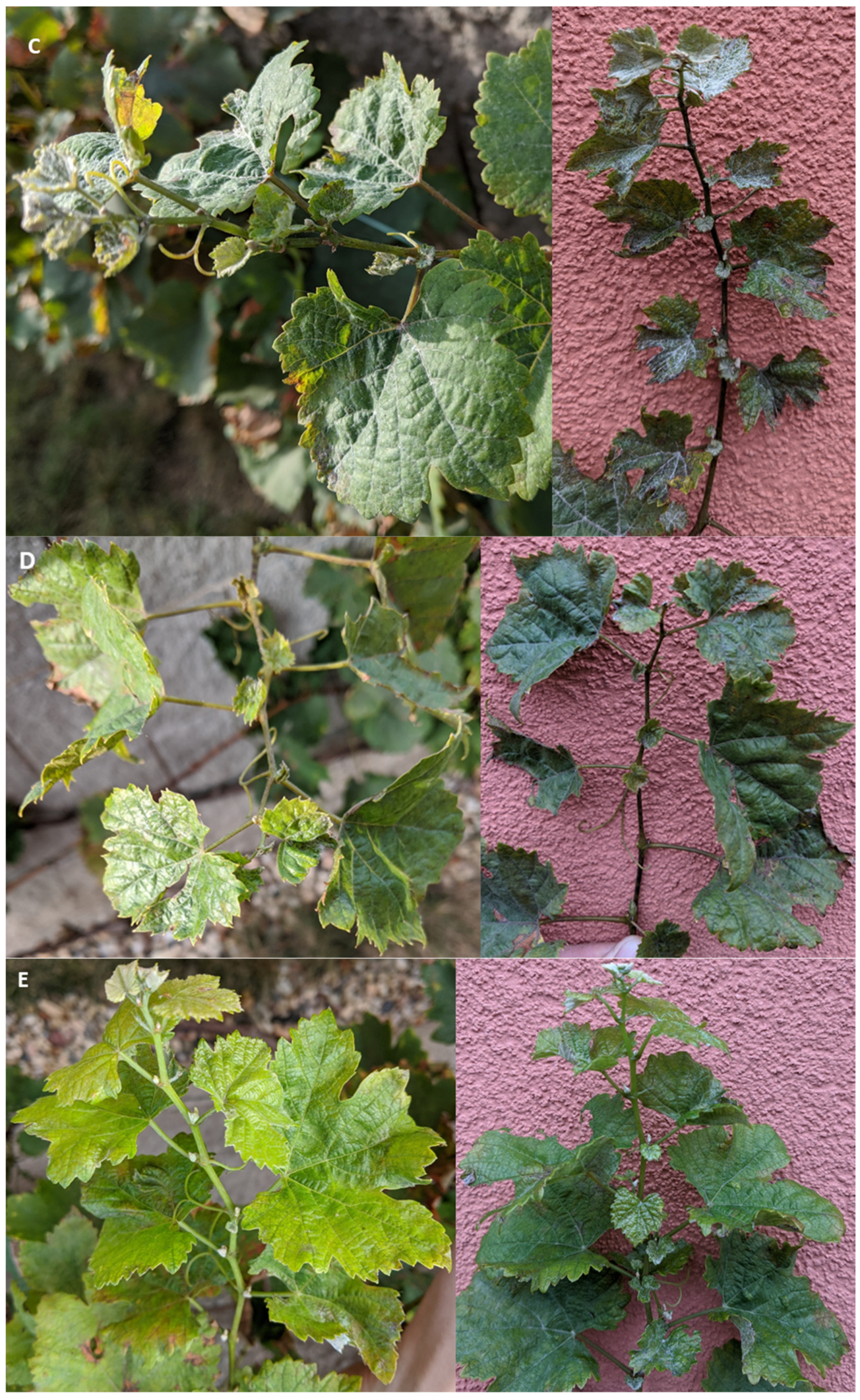 Agronomy 11 01020 g001b Agronomy 11 01020 g001b