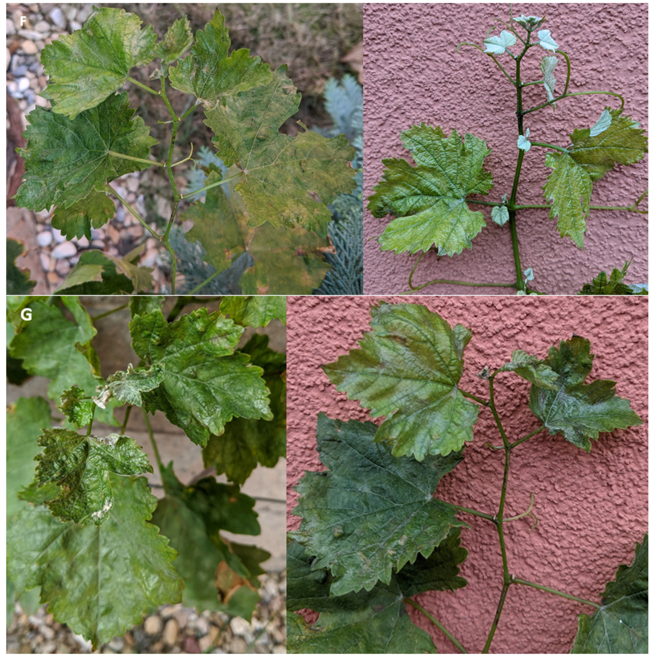 Agronomy 11 01020 g001c Agronomy 11 01020 g001c