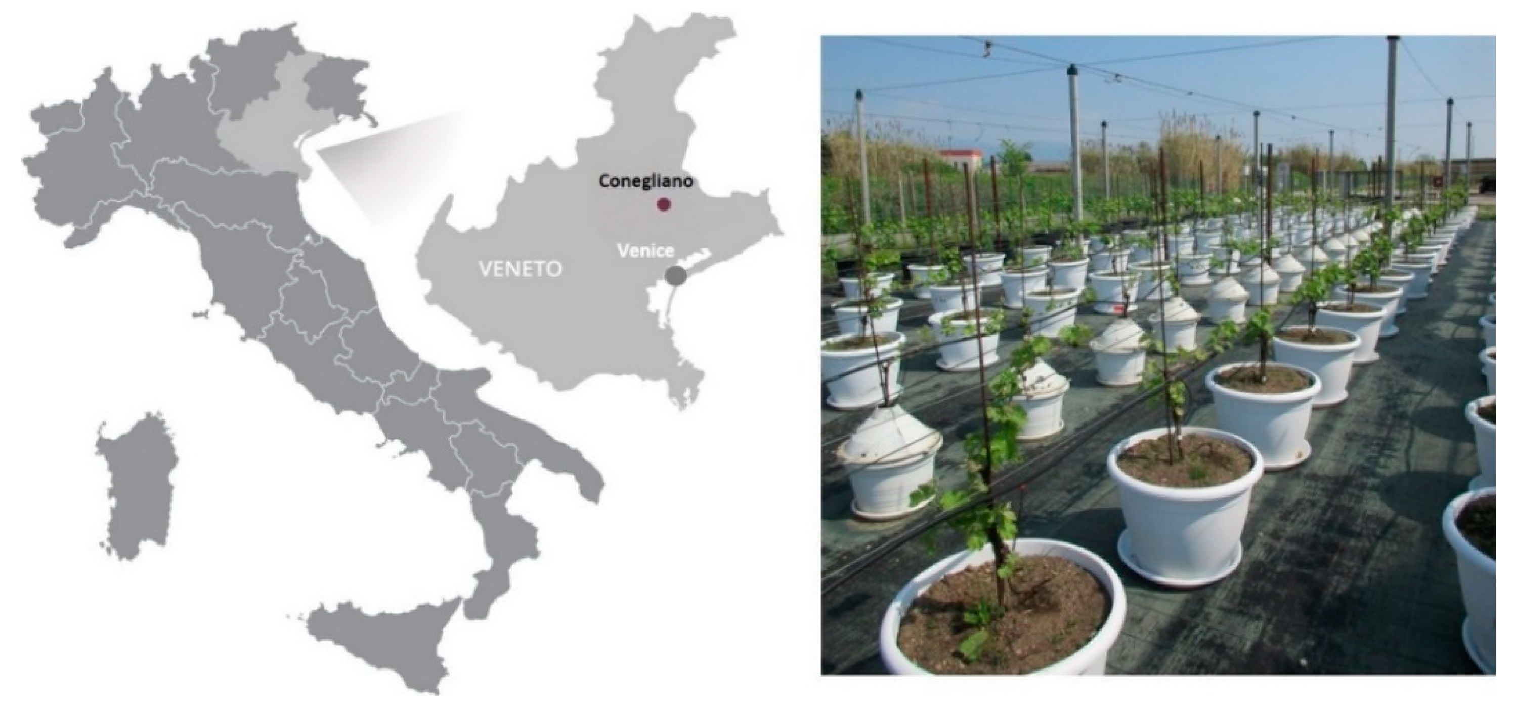 Agronomy 11 01026 g001 Agronomy 11 01026 g001