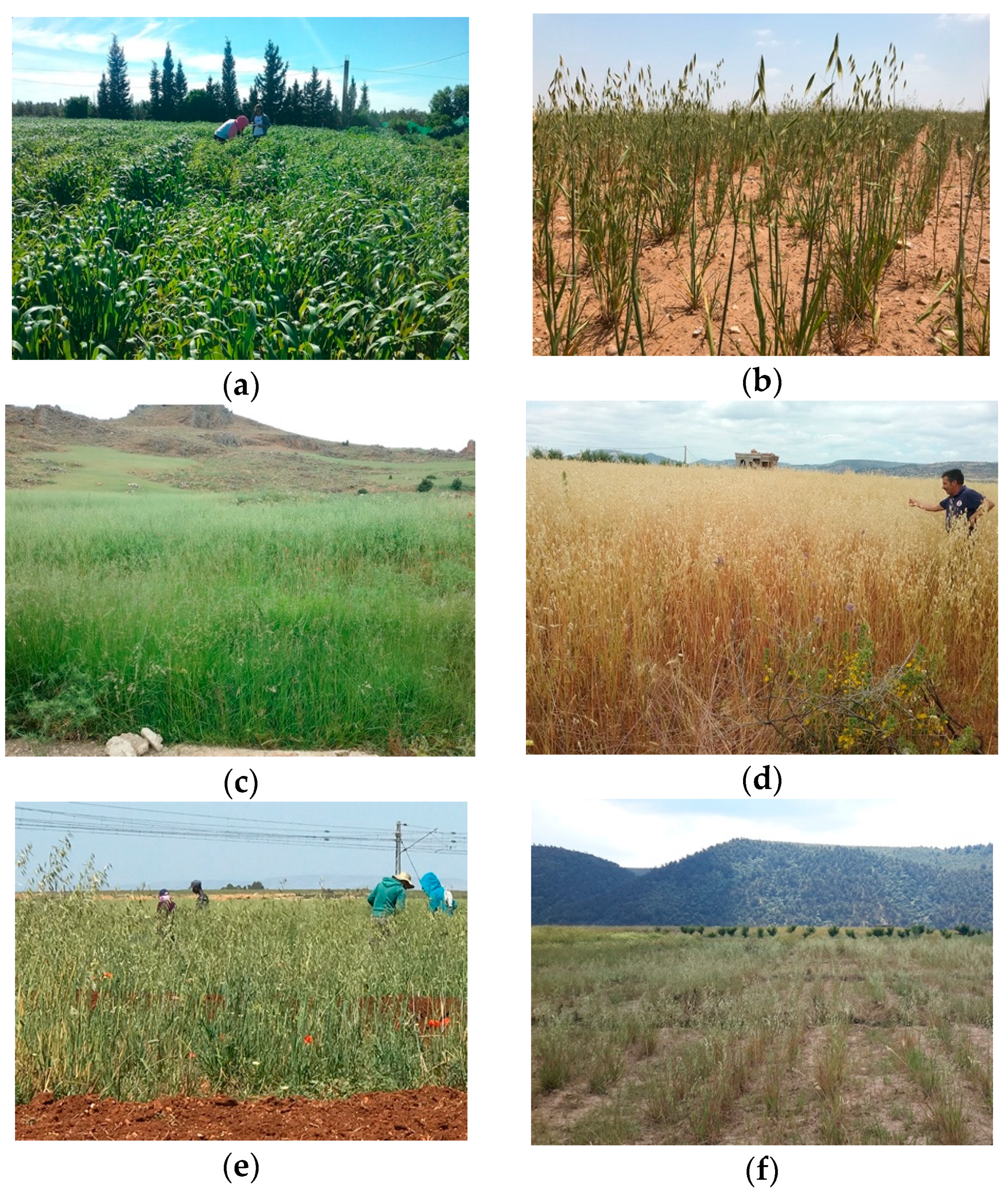 Agronomy 11 01037 g002 550