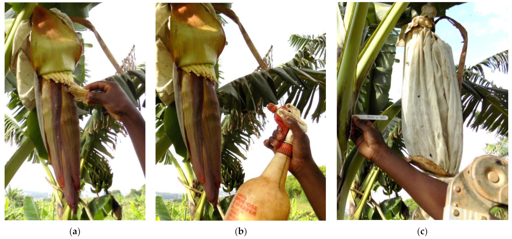 Agronomy 11 01085 g001