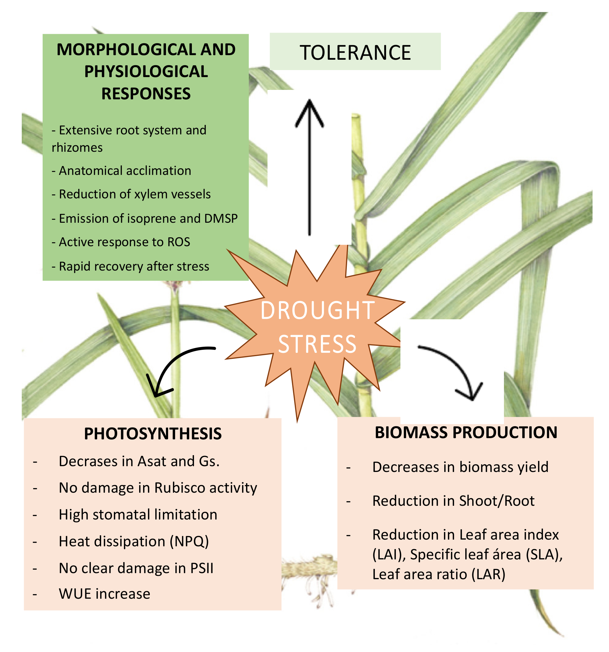 Agronomy 11 01089 g001 Agronomy 11 01089 g001