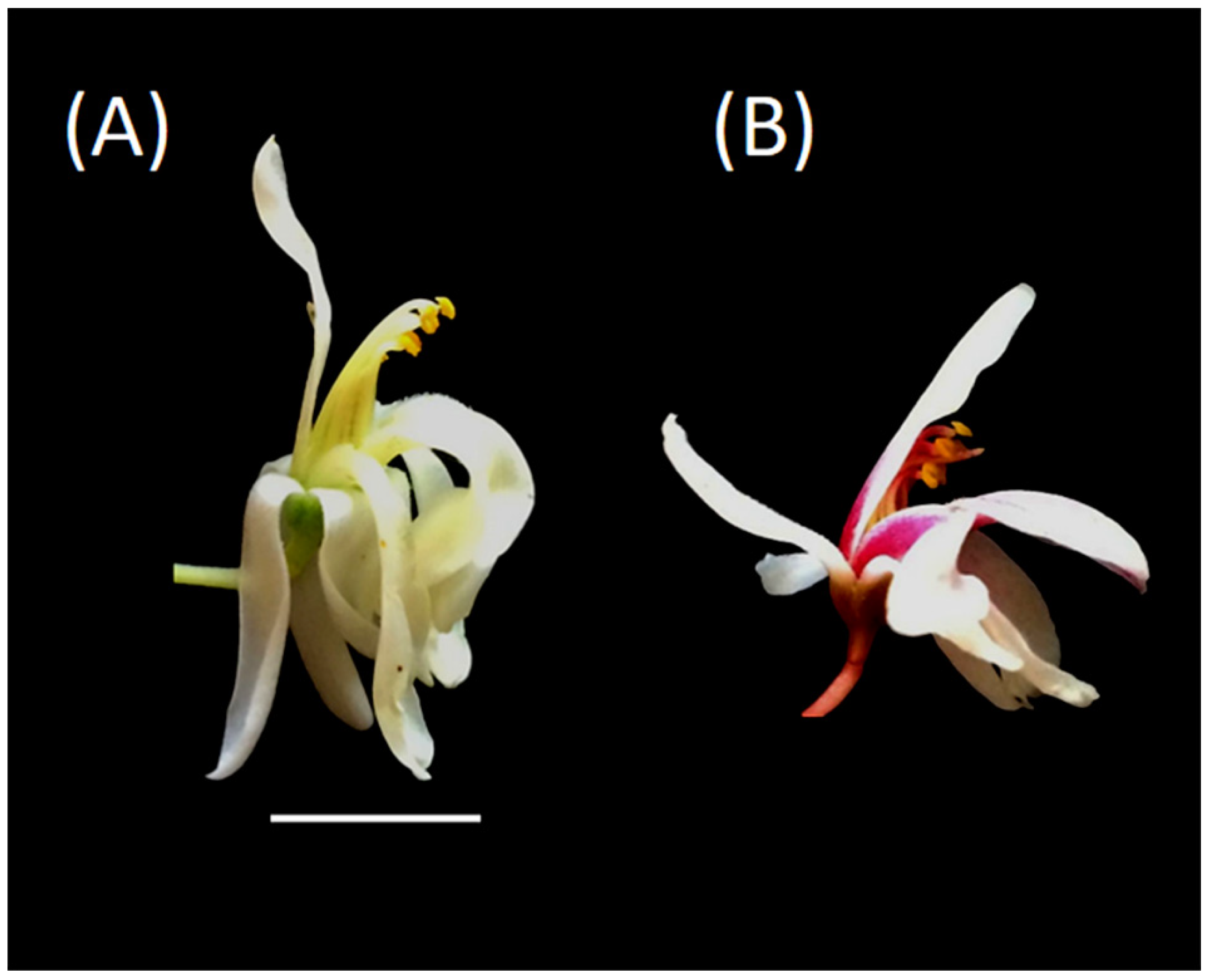 Agronomy 11 01090 g001