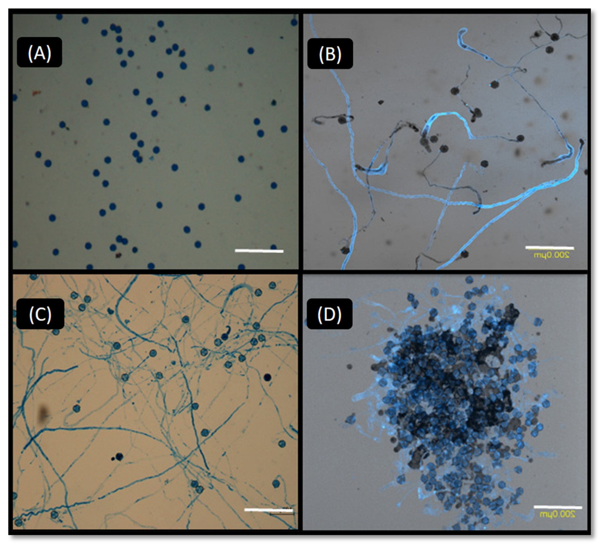 Agronomy 11 01090 g002