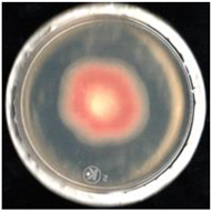 Agronomy 11 01098 i006