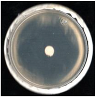 Agronomy 11 01098 i008