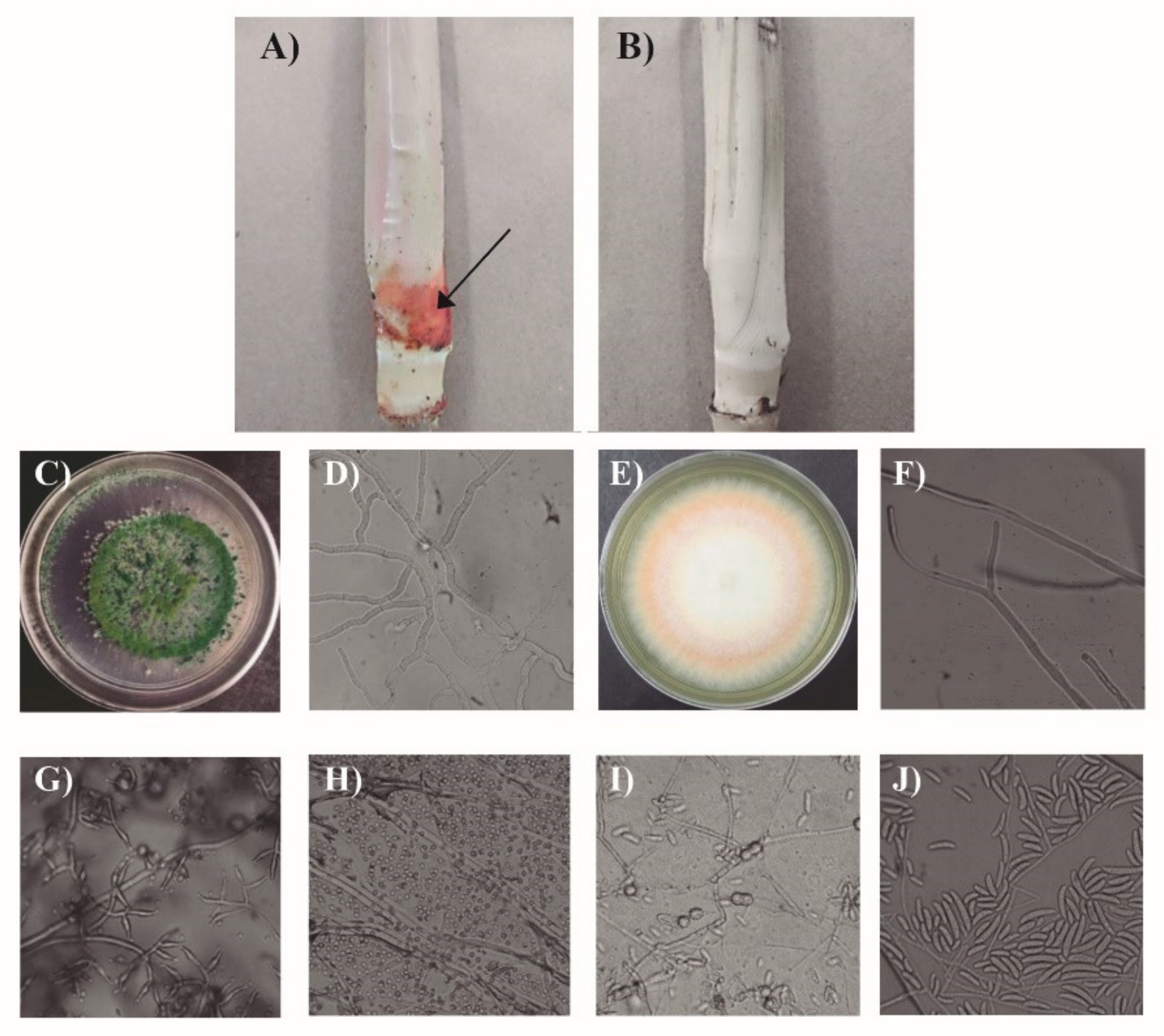 Agronomy 11 01099 g005 Agronomy 11 01099 g005