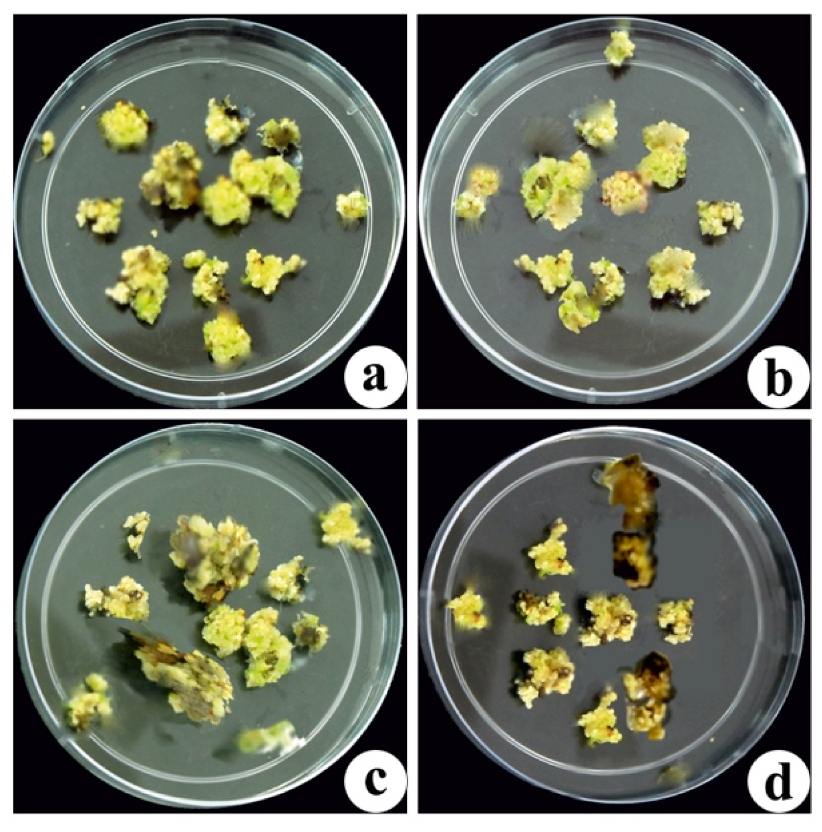 Agronomy 11 01104 g003 Agronomy 11 01104 g003