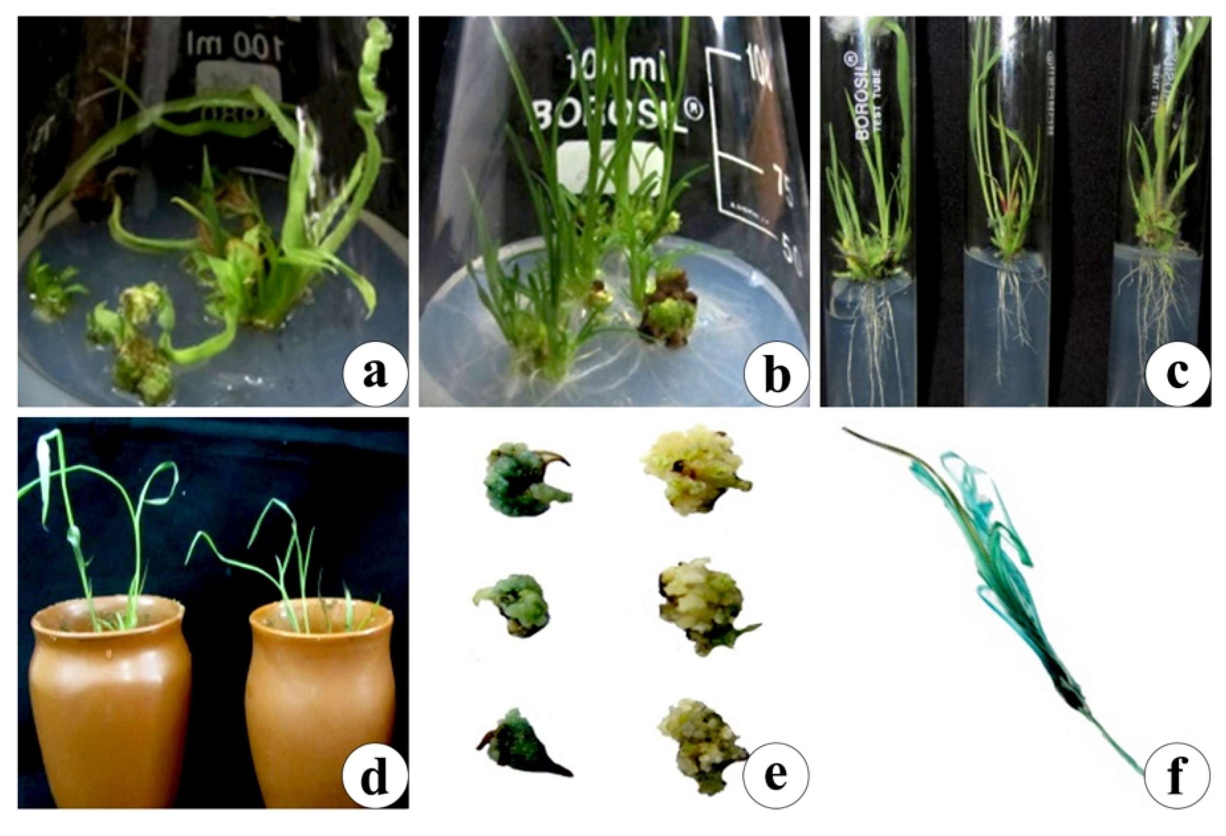 Agronomy 11 01104 g005 Agronomy 11 01104 g005