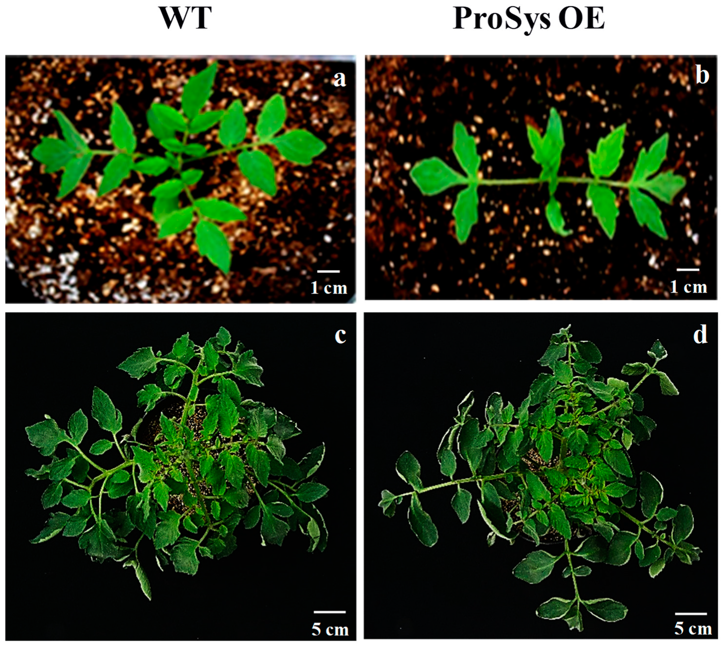 Agronomy 11 01148 g001 Agronomy 11 01148 g001