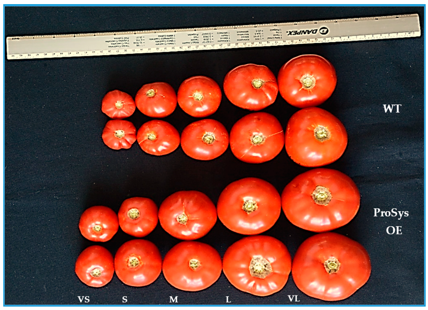 Agronomy 11 01148 g004 Agronomy 11 01148 g004