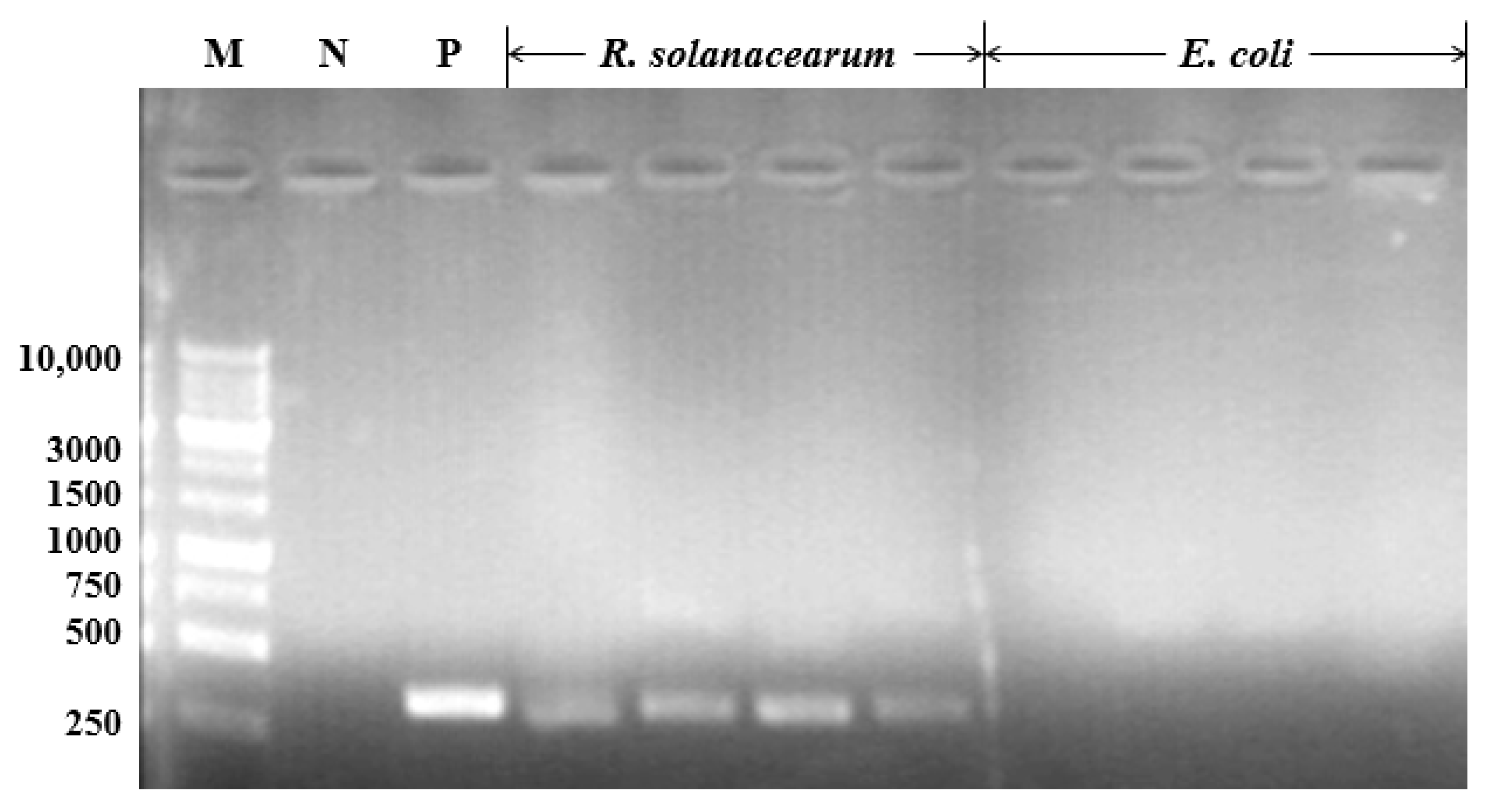 Agronomy 11 01159 g001 Agronomy 11 01159 g001